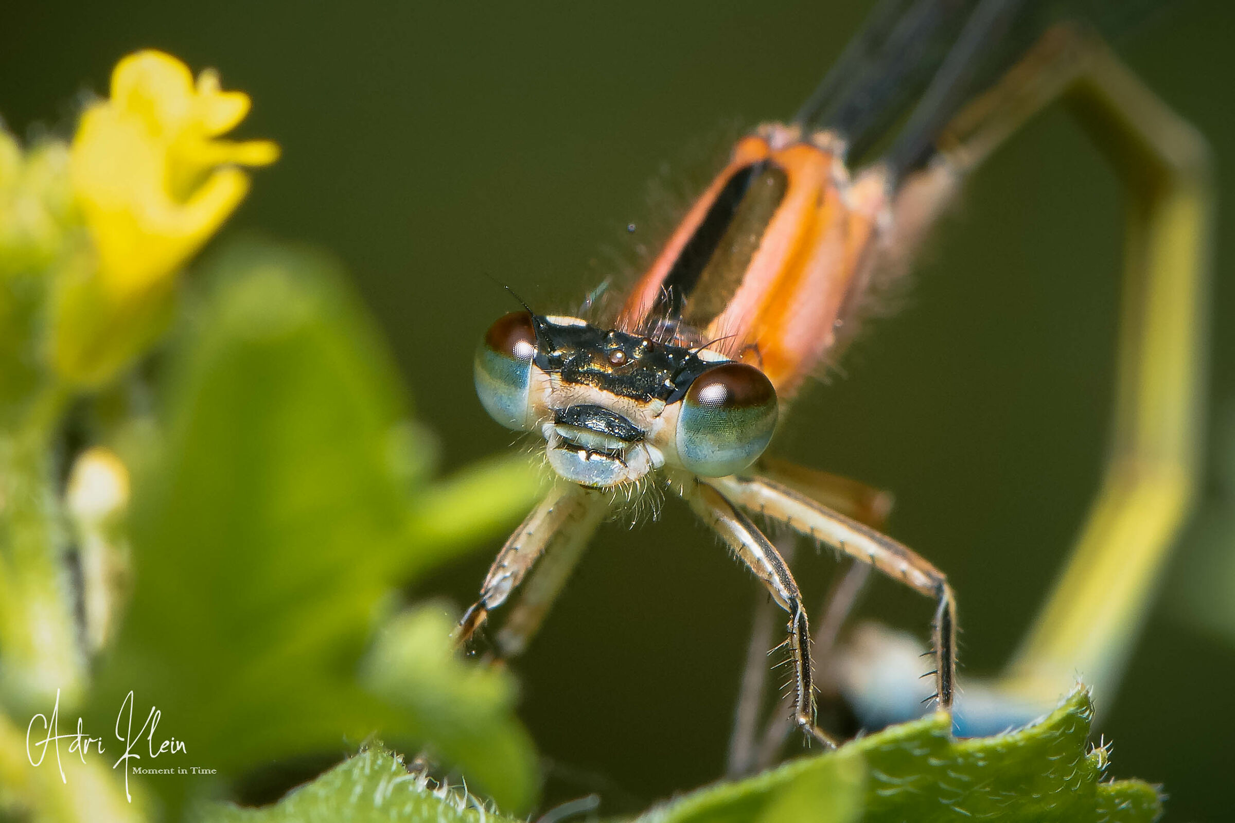 Dragonfly