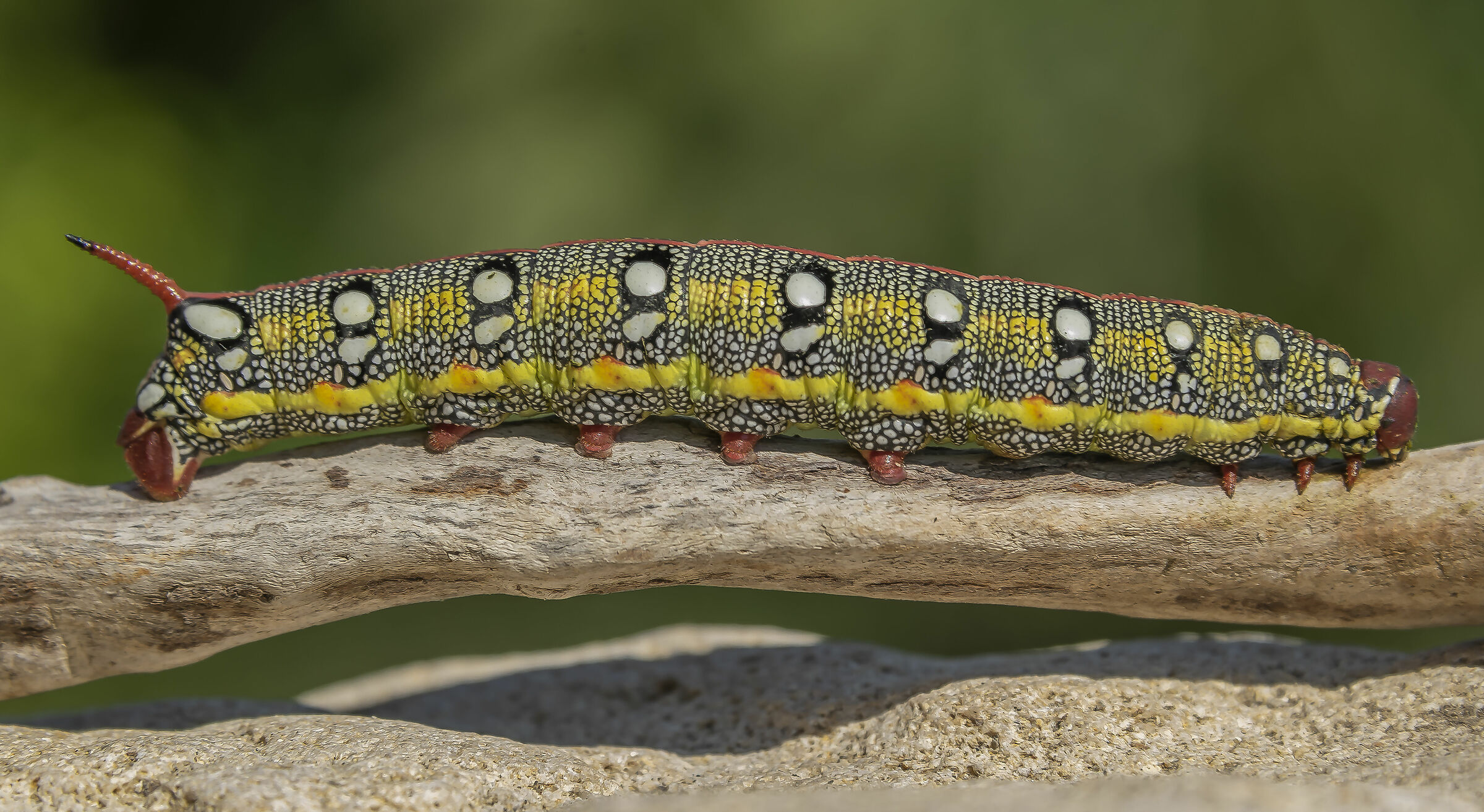 Euphorbia's Sphinx Caterpillar, Hyles euphorbiae (Linna