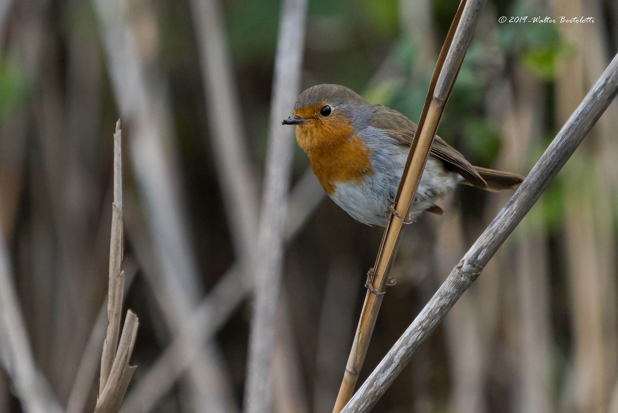 la vita nel canneto - pettirosso