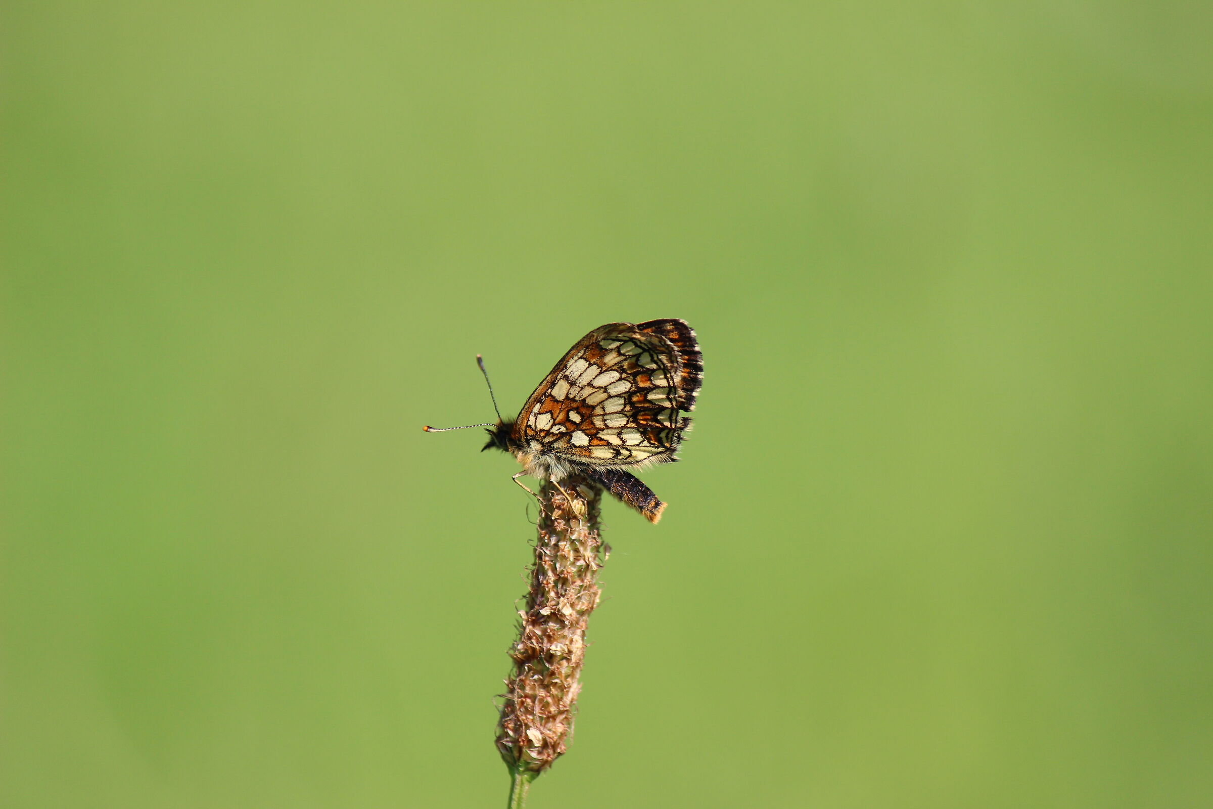 Melitaea nevadensis