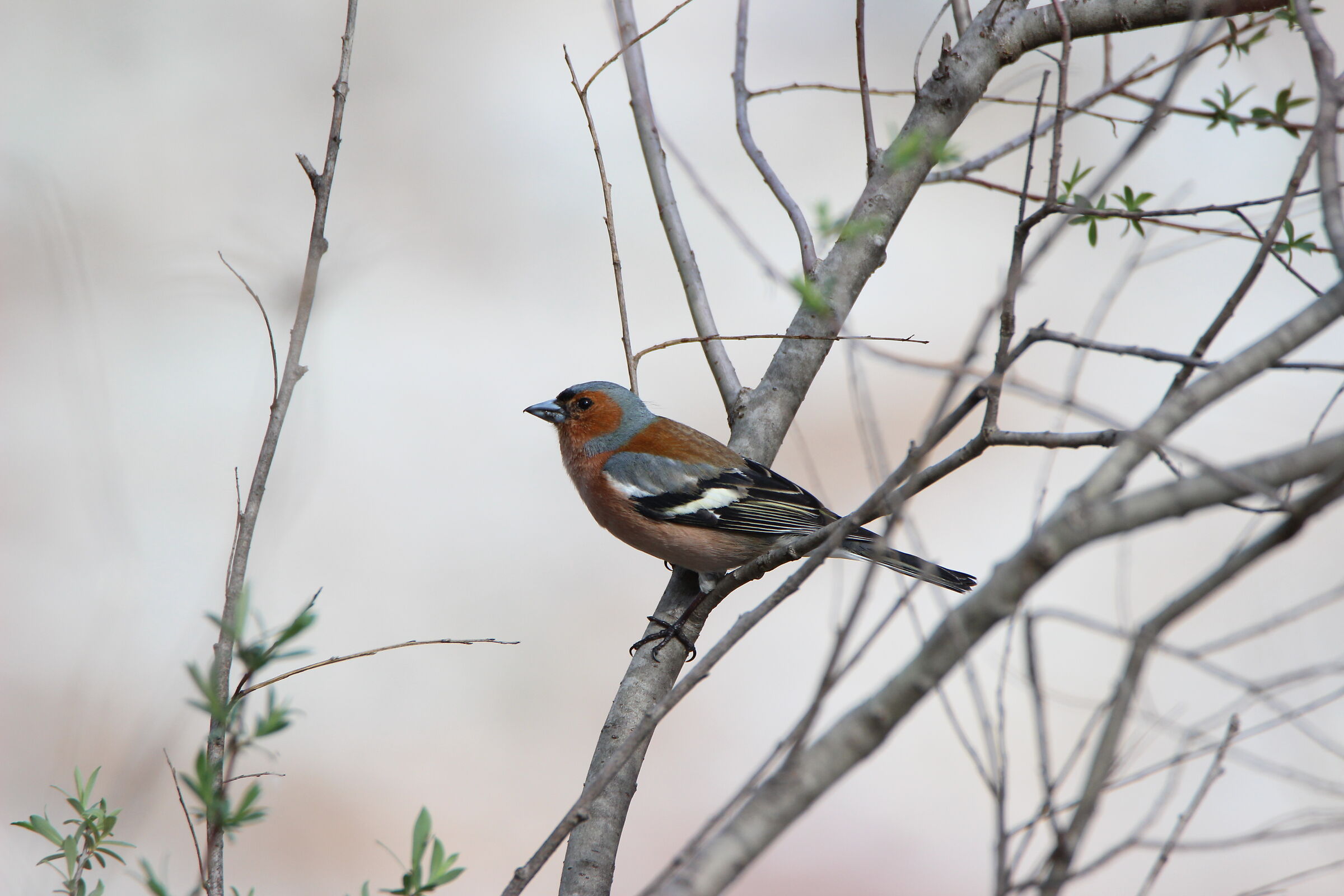 Fringilla coelebs