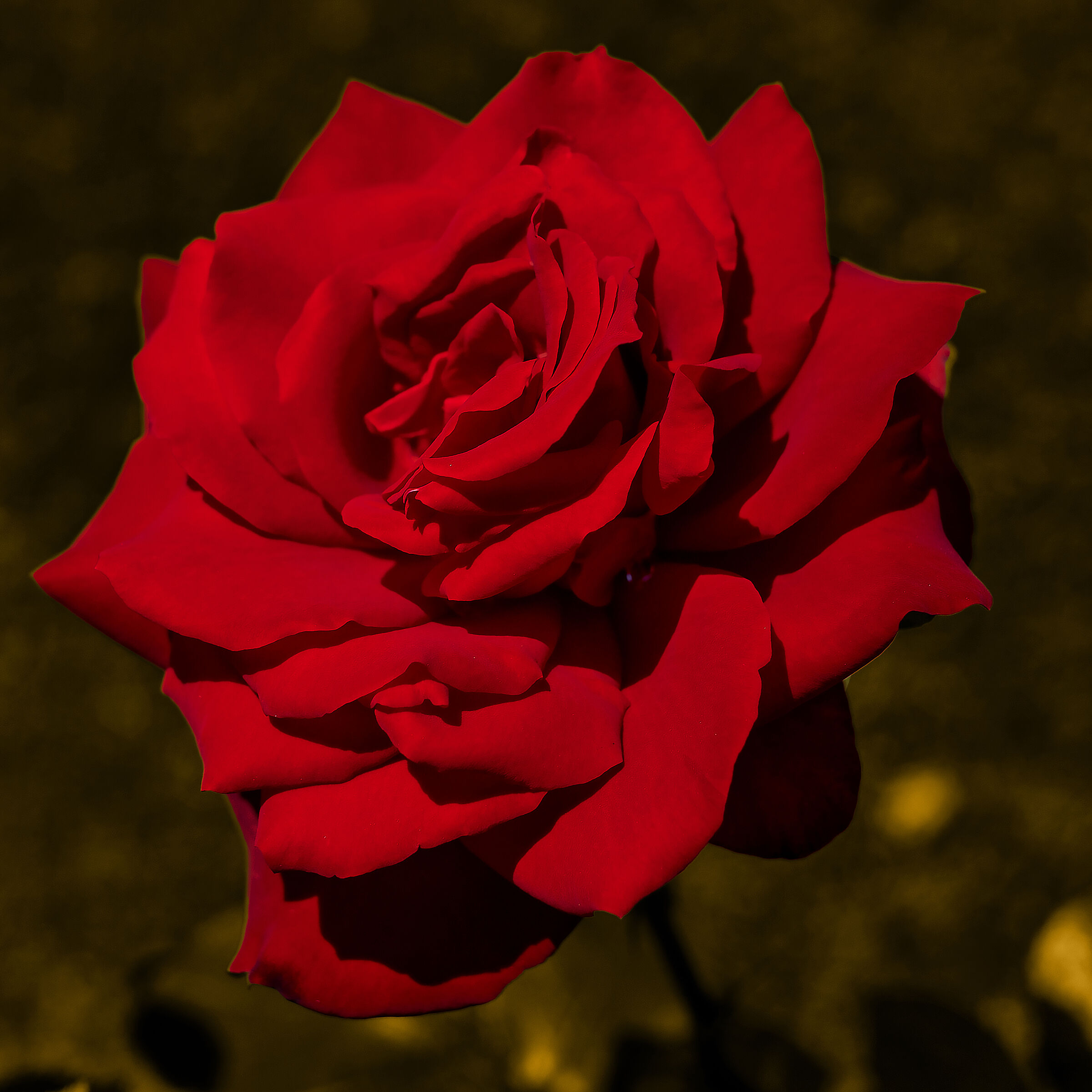 Una rosa
