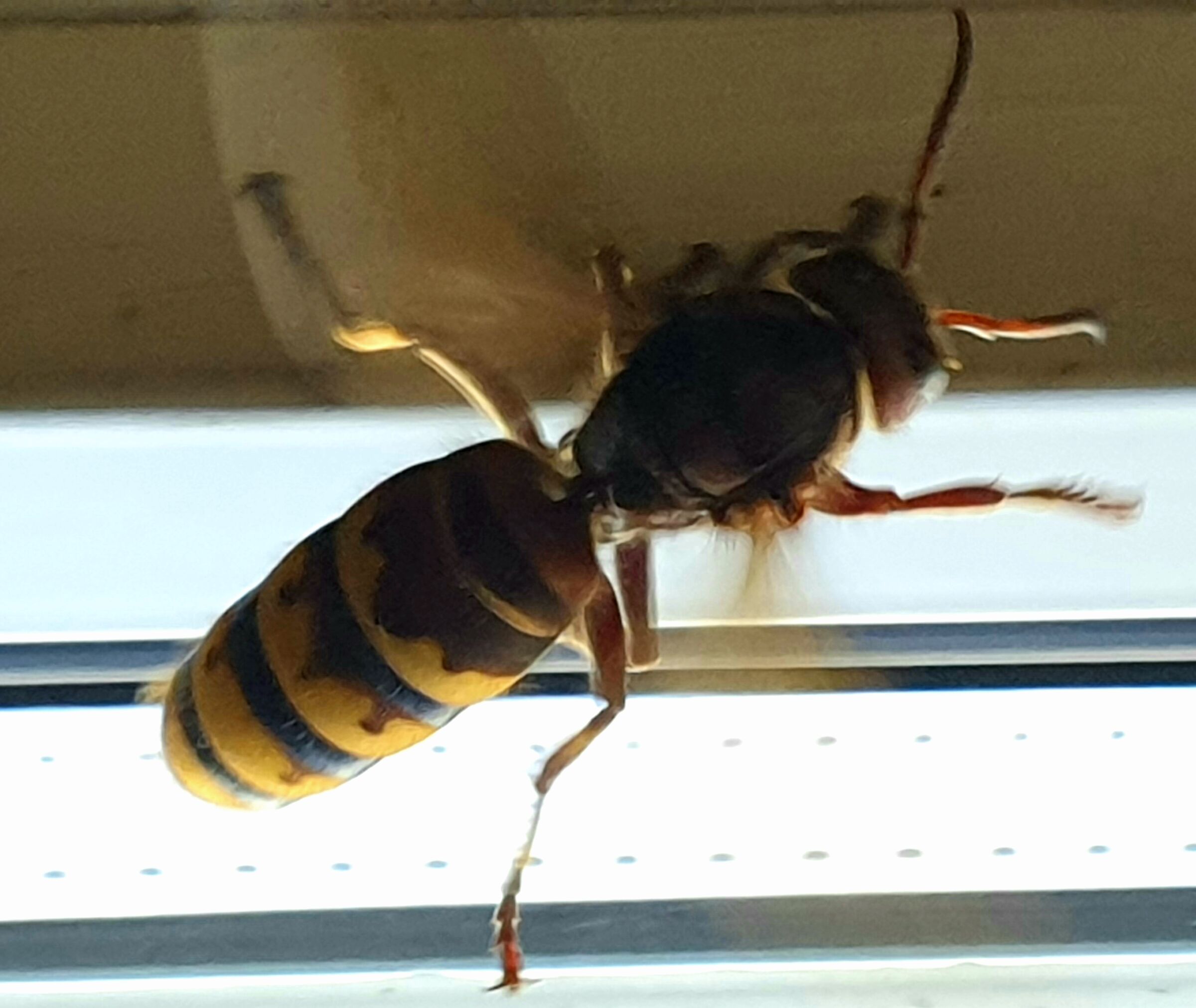 Un mondo di giganti e' tra noi