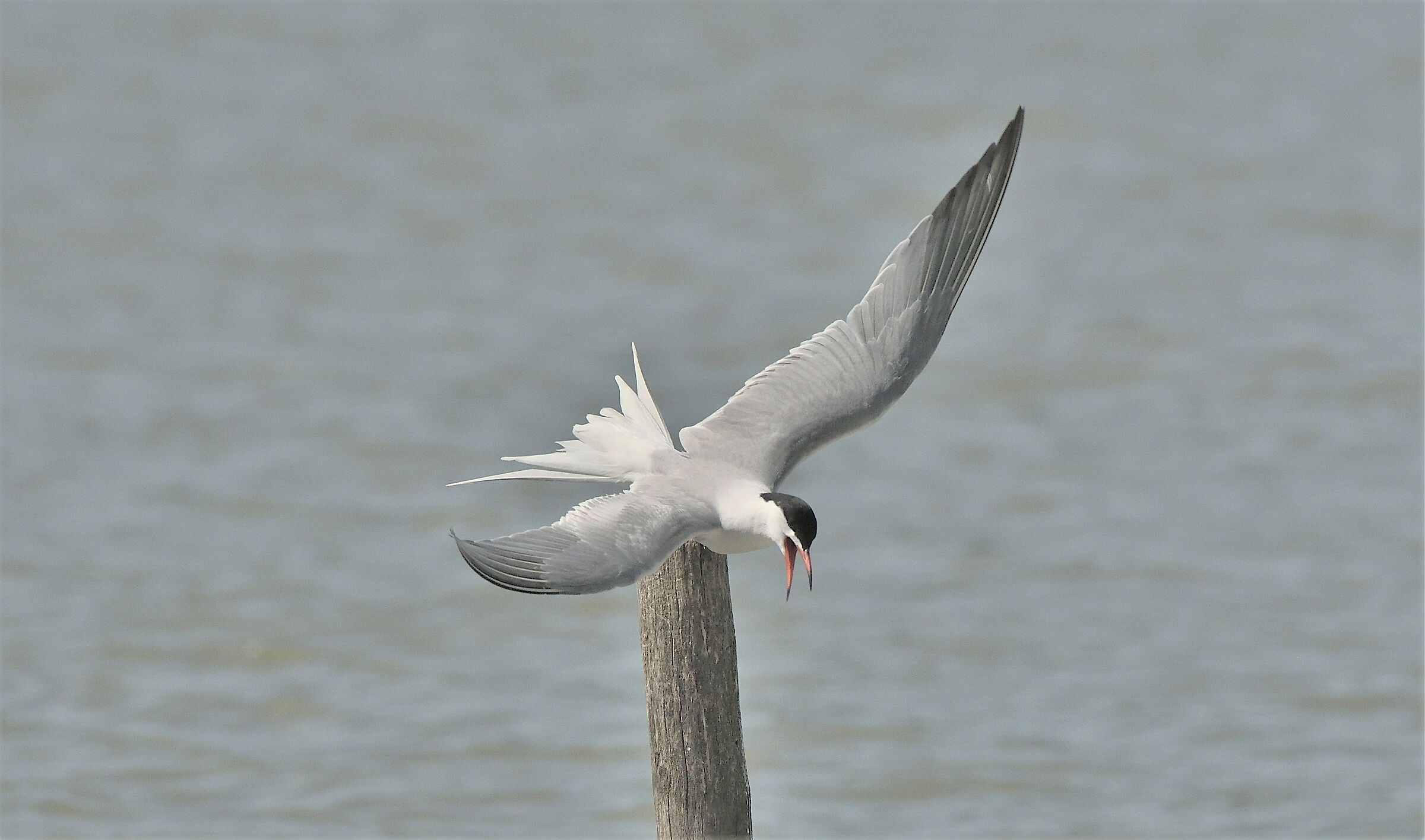 Tern