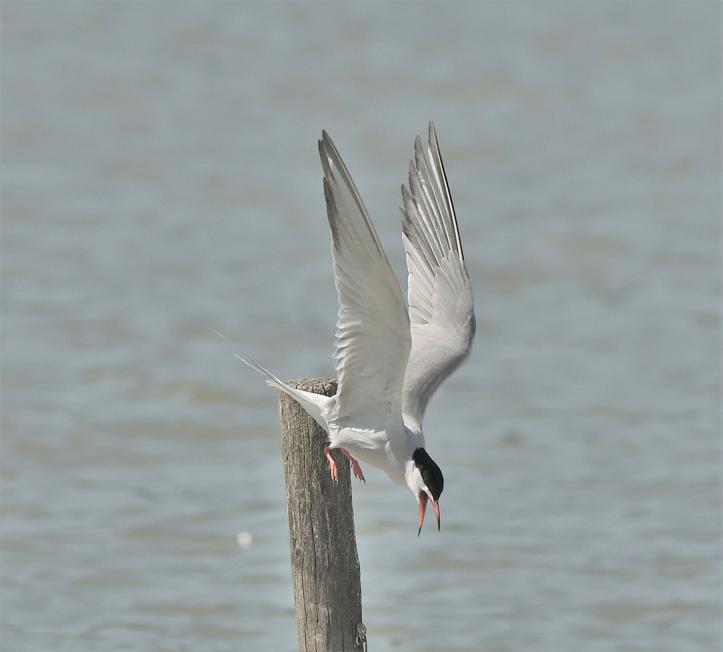 Tern