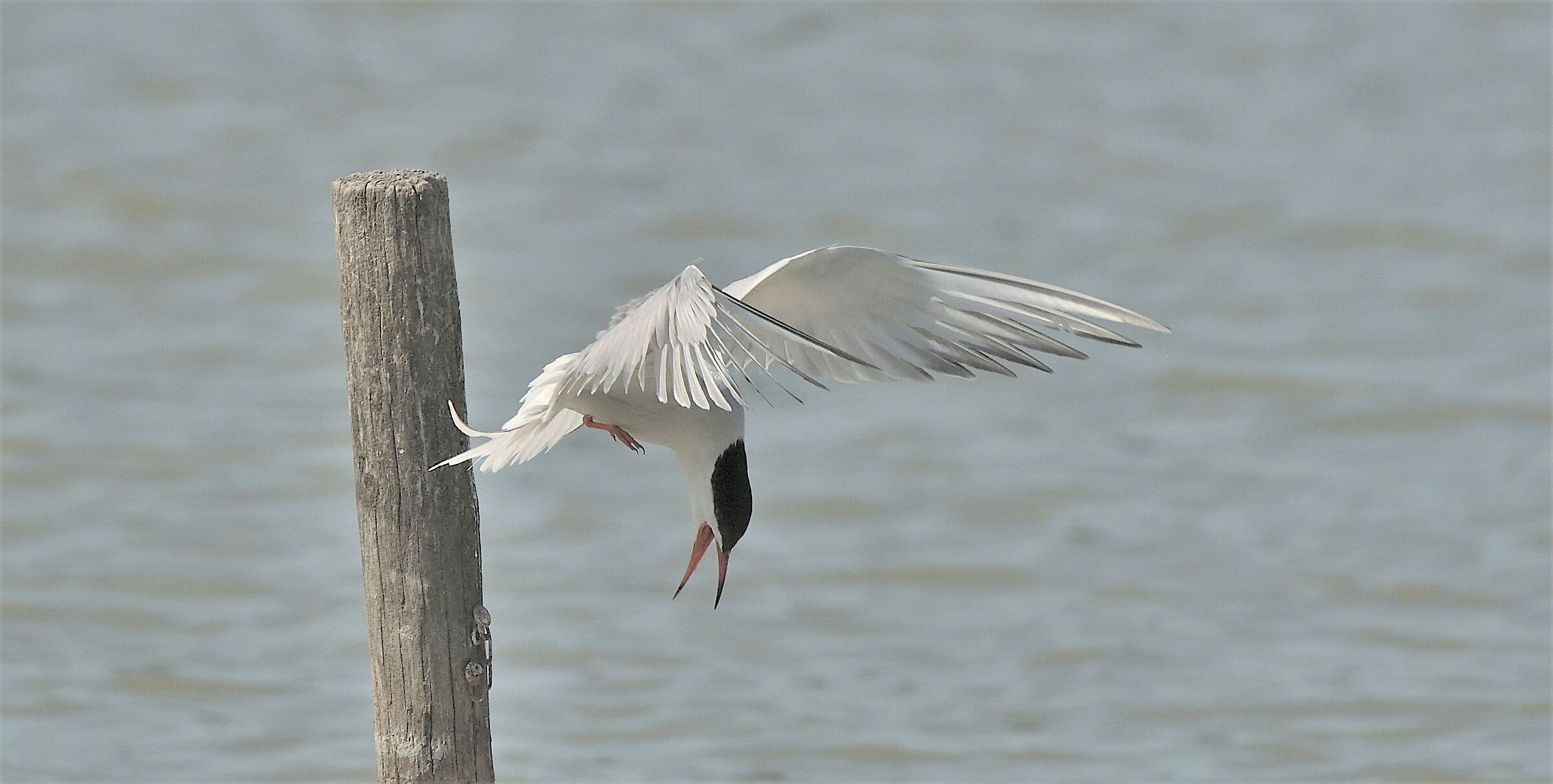 Tern