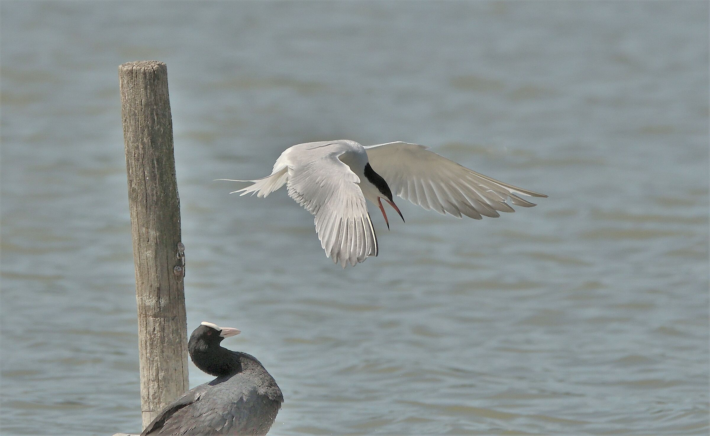 The tern and the Coot looks curious