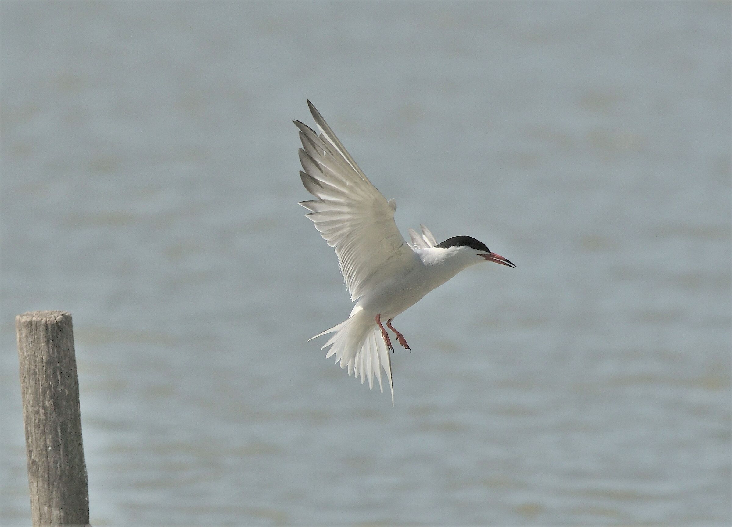 Tern