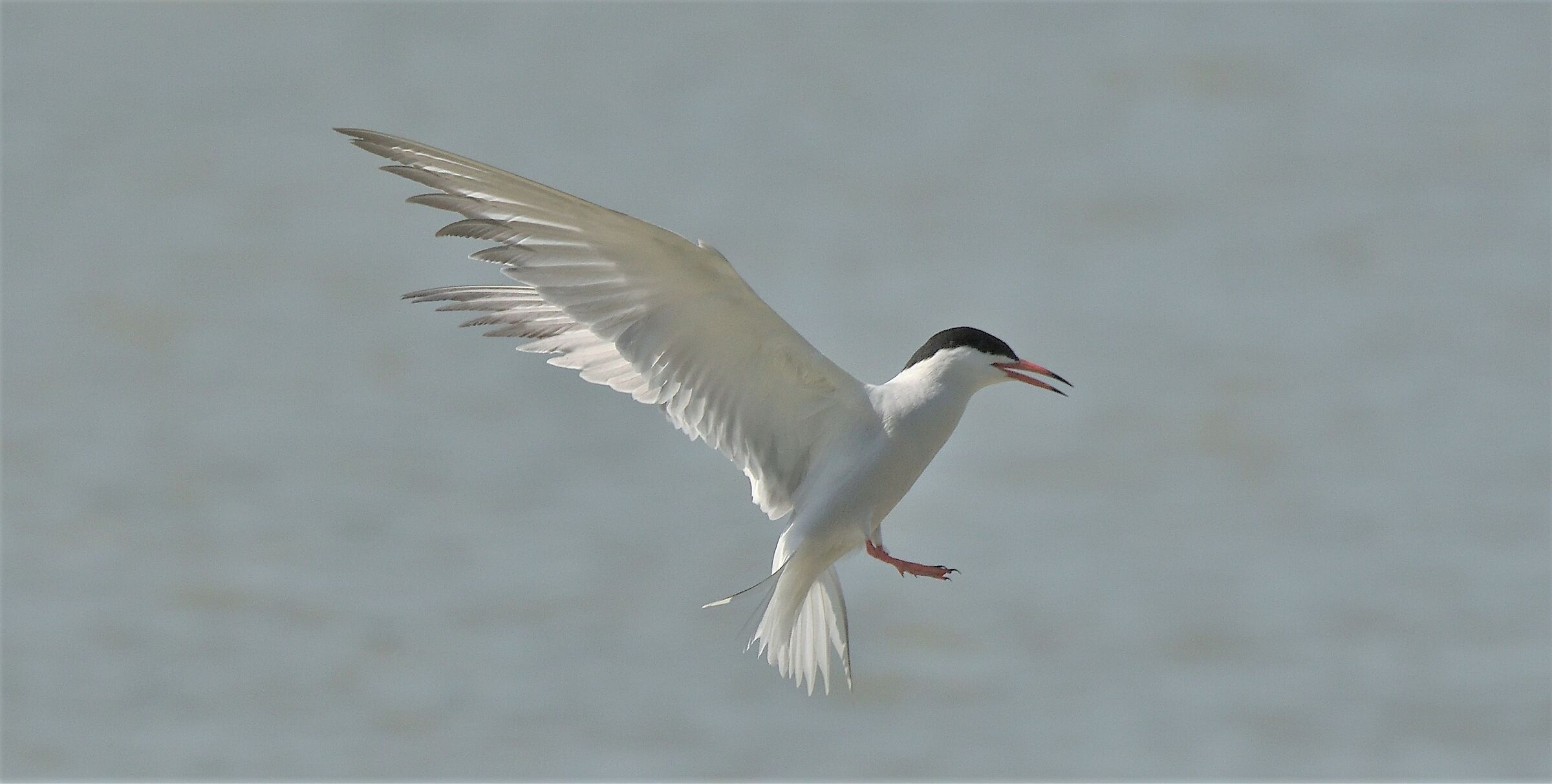 Tern
