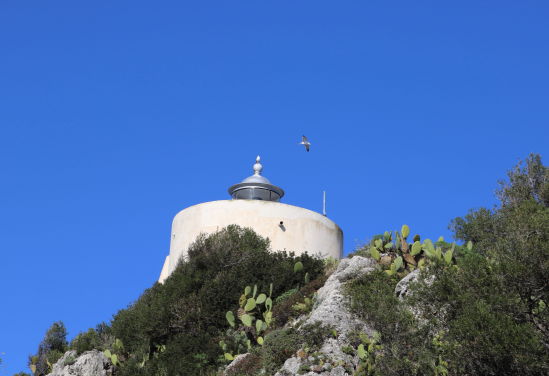 seagulls on the lighthouse