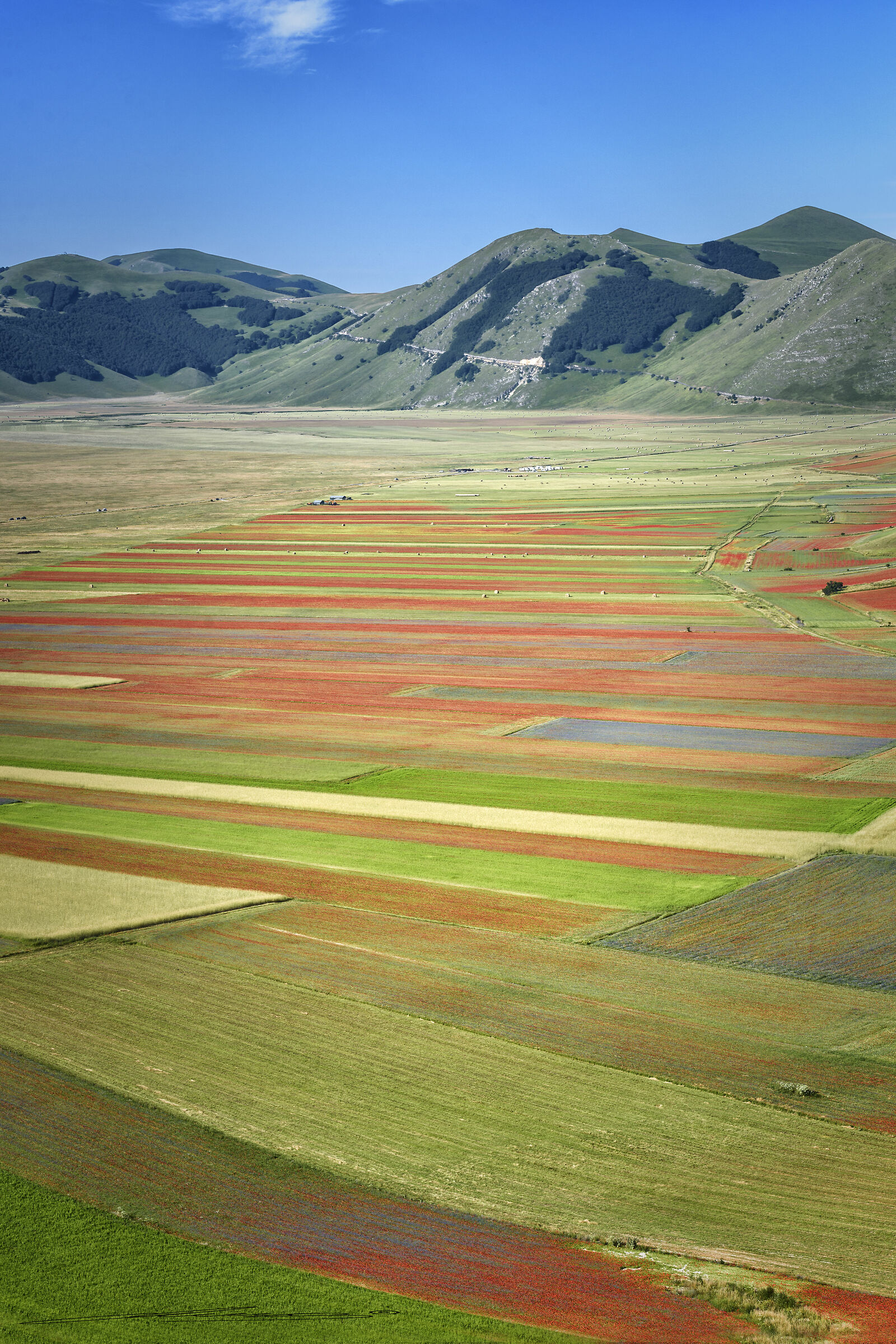 Fioritura di Castelluccio Luglio 2018