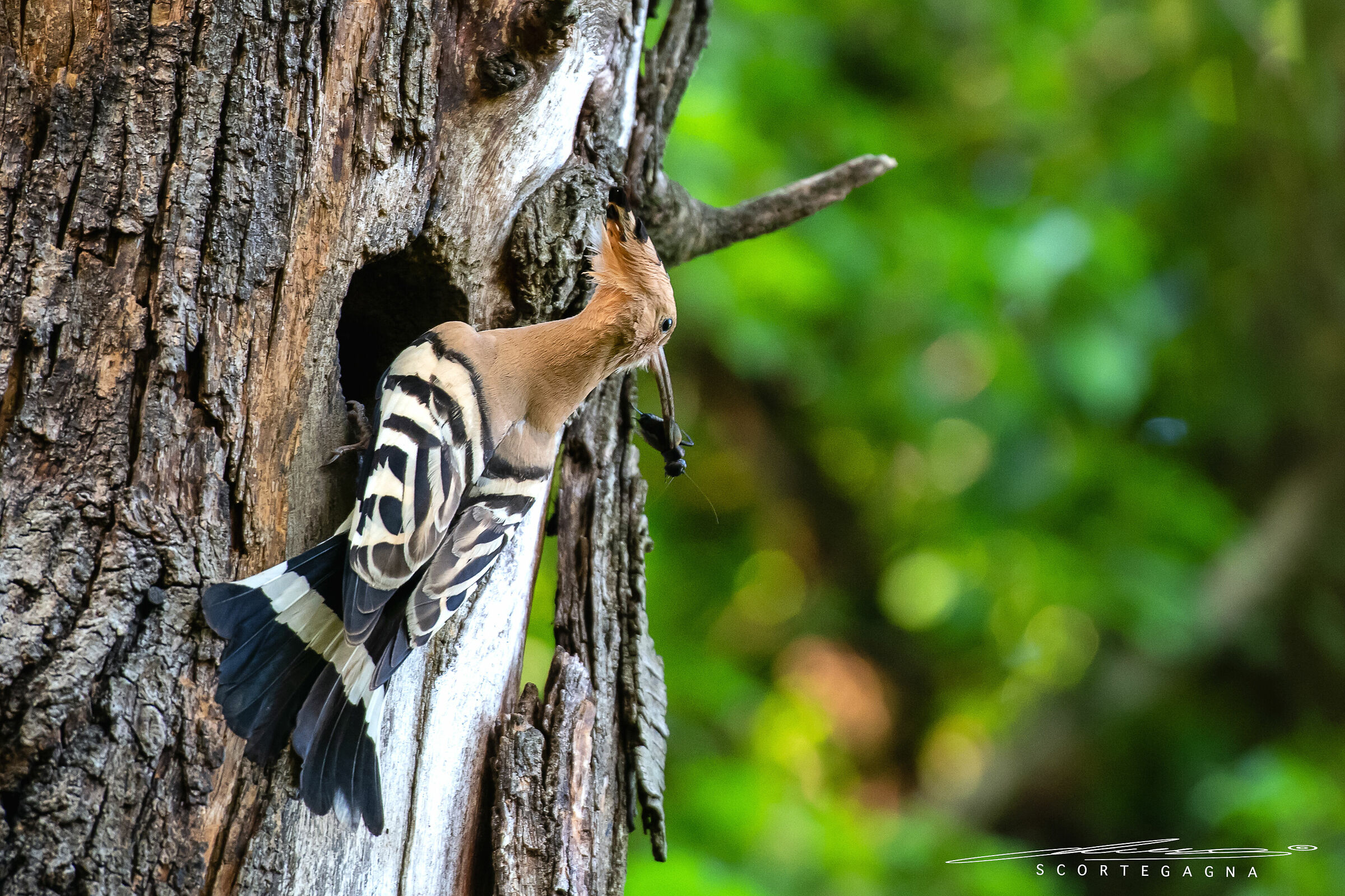 Hoopoe