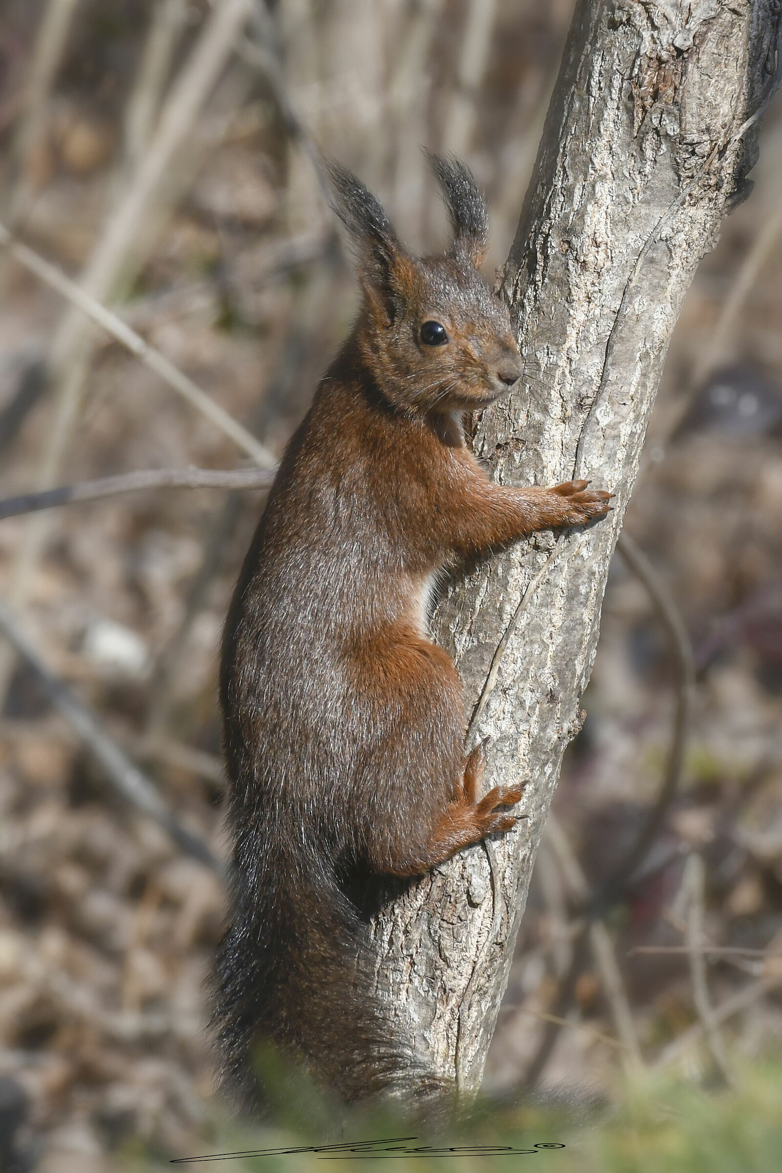 Squirrel Oasis San Daniele