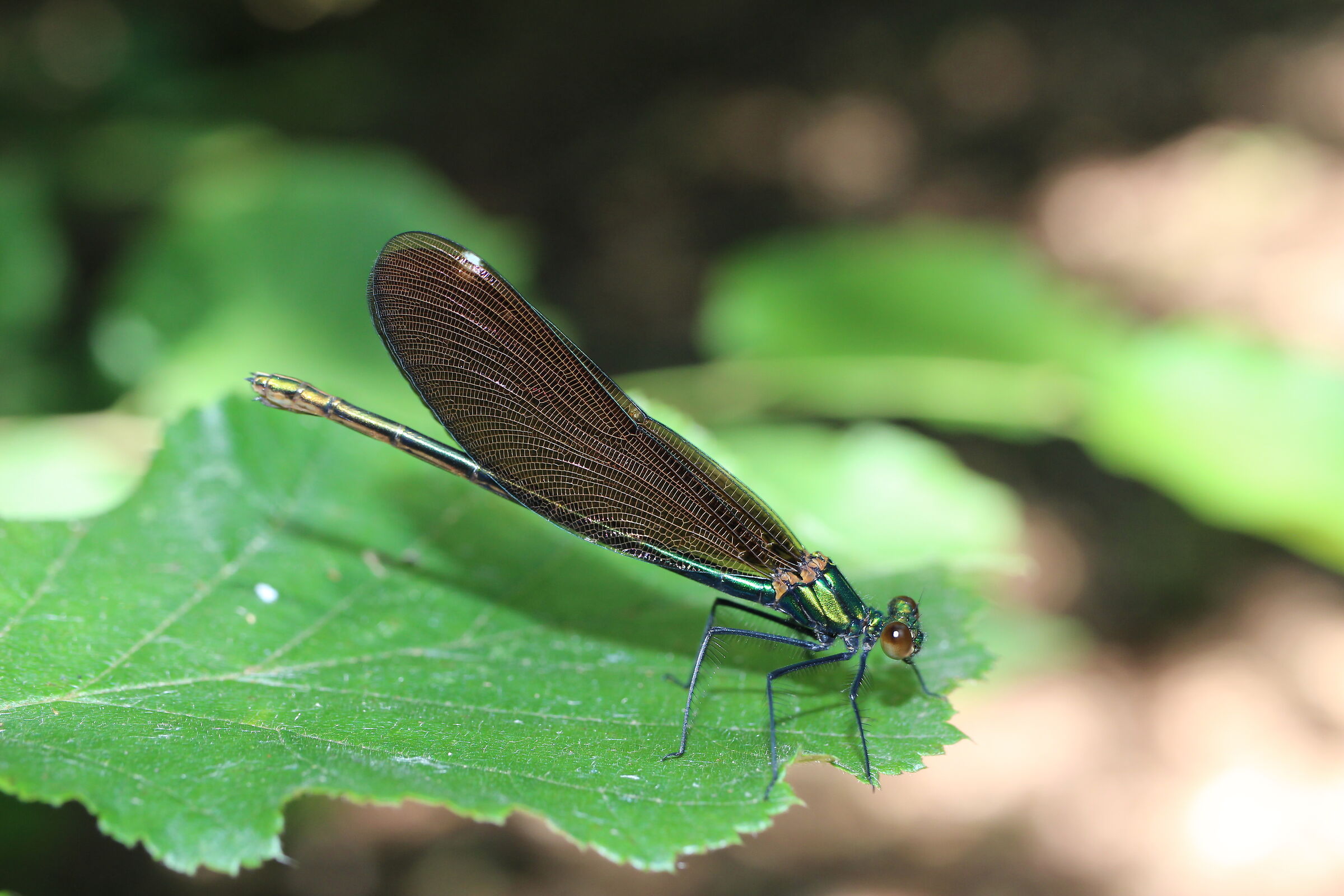 Damselfly