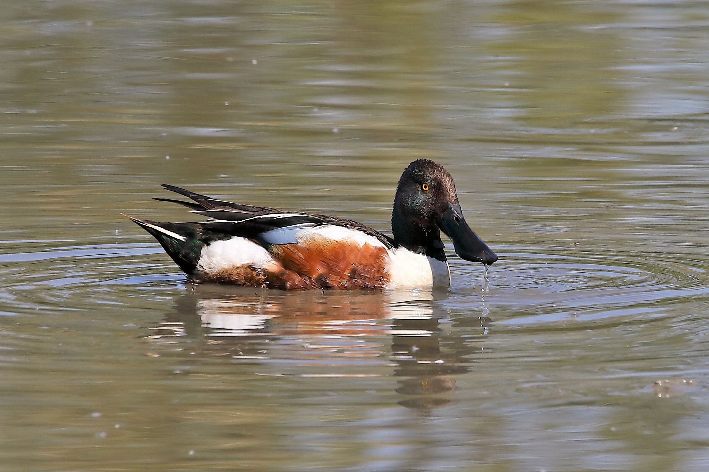 Northern Shoveler