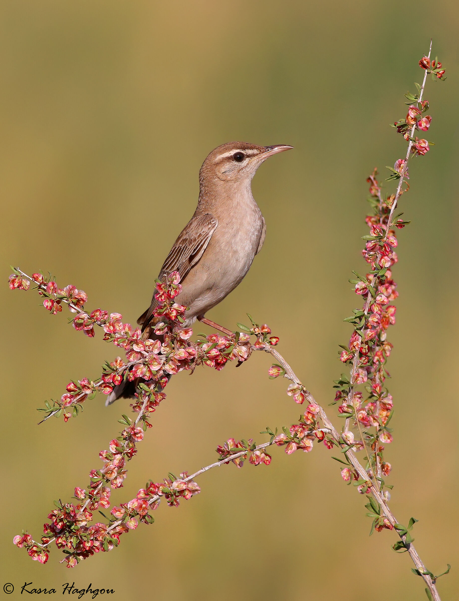 Rufous-tailed scrub robin