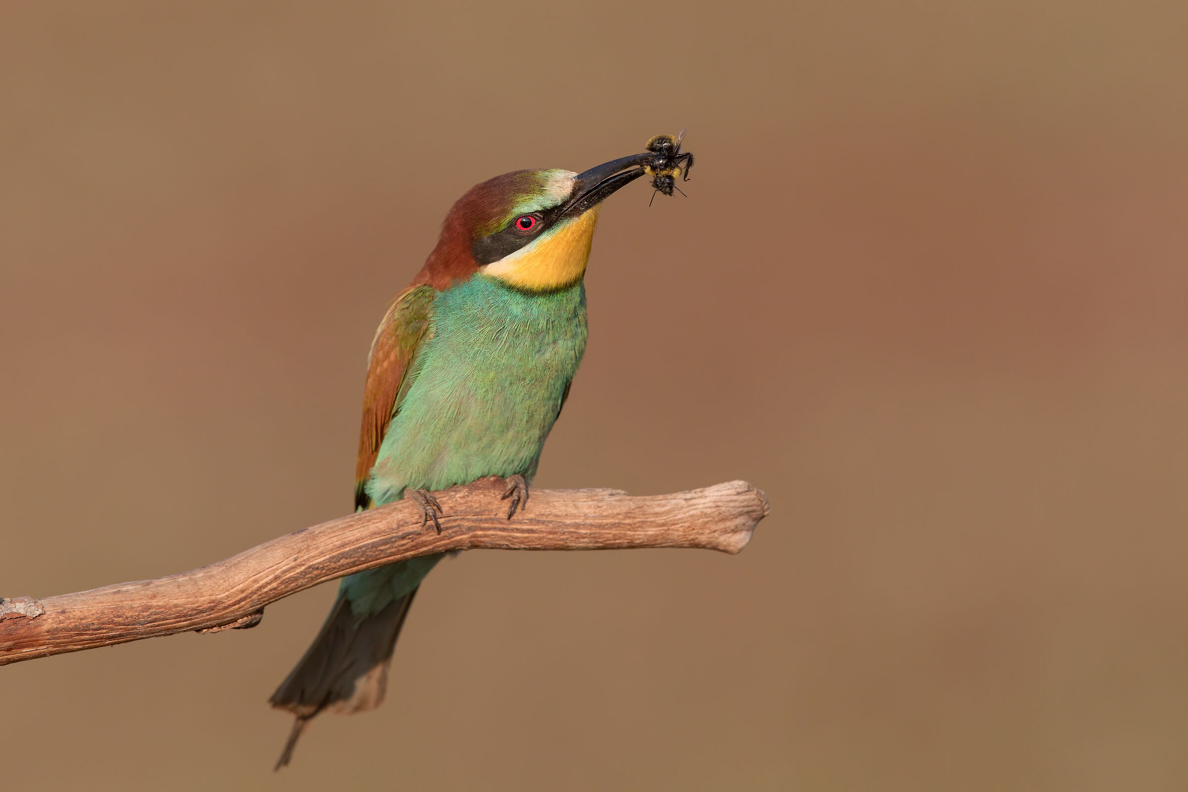 Bee-eater