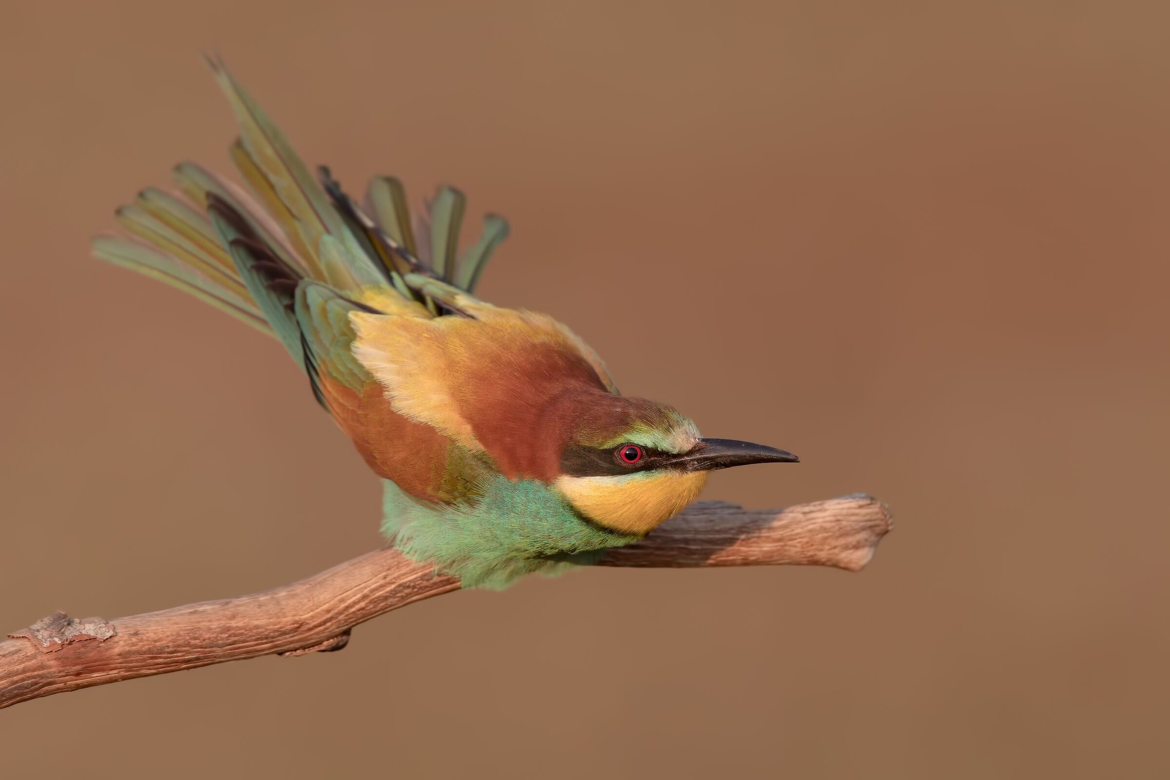 Bee-eater