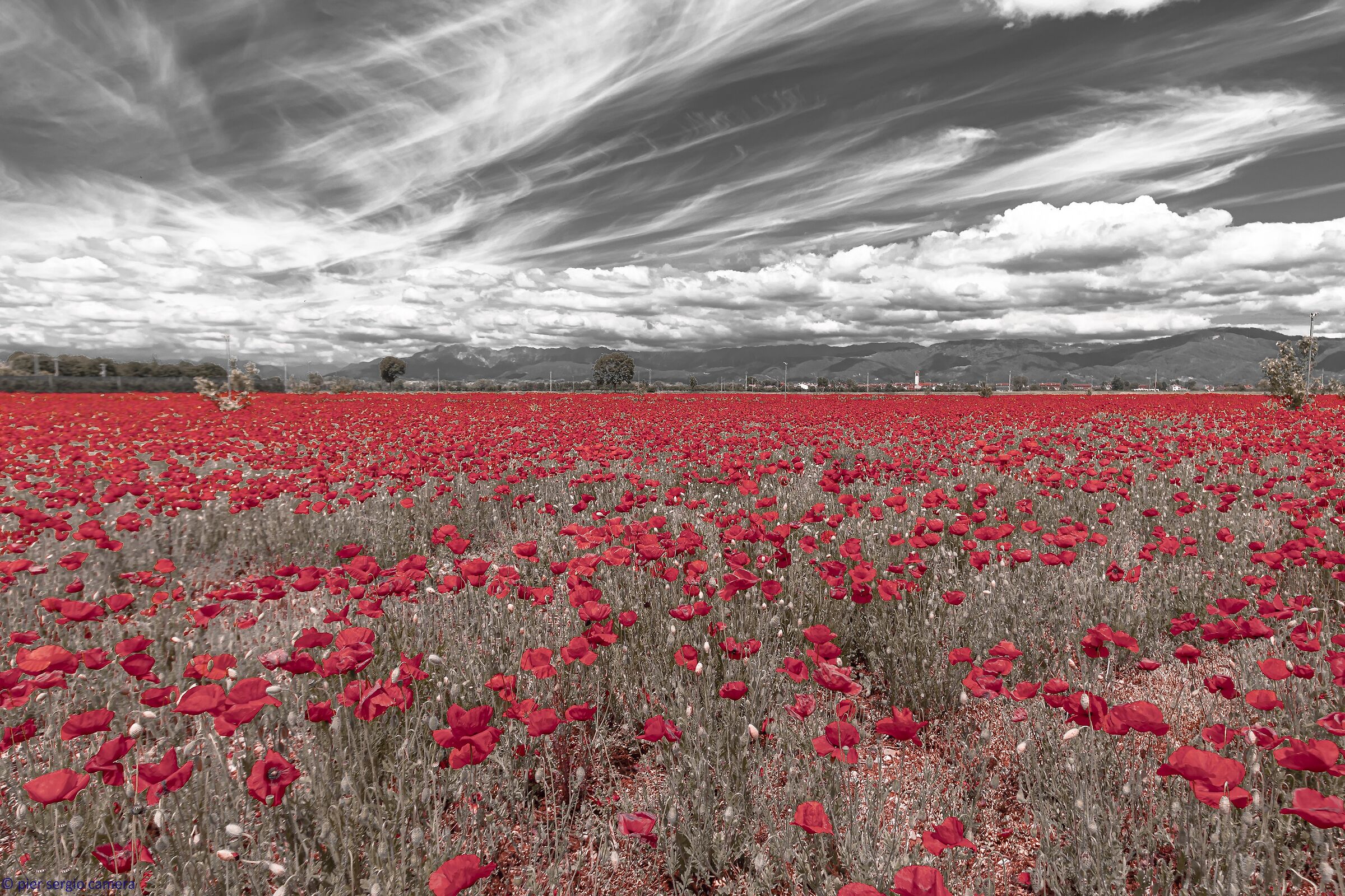 Papaveri e...nuvole