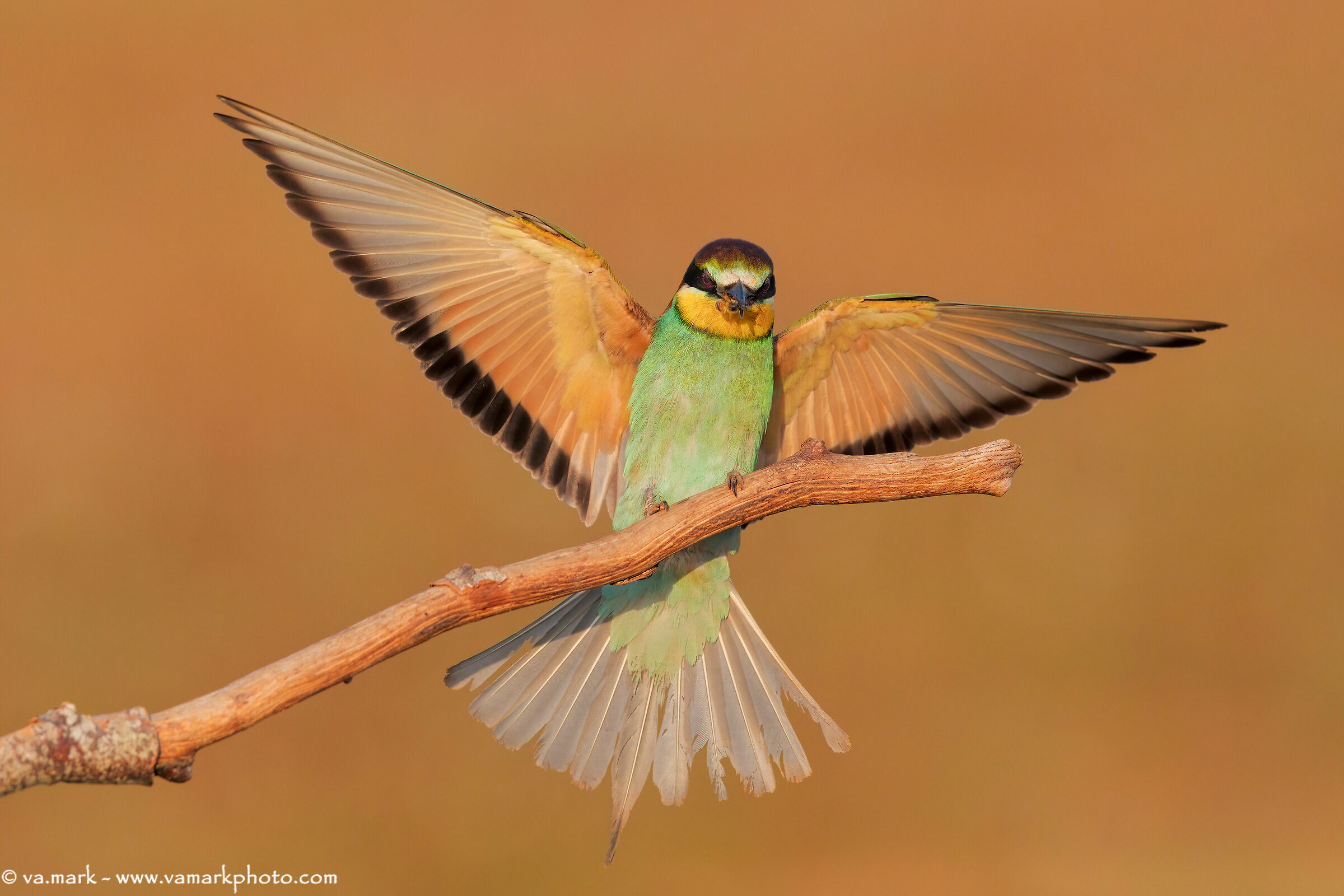 azz... me venuta sfocata l'ape