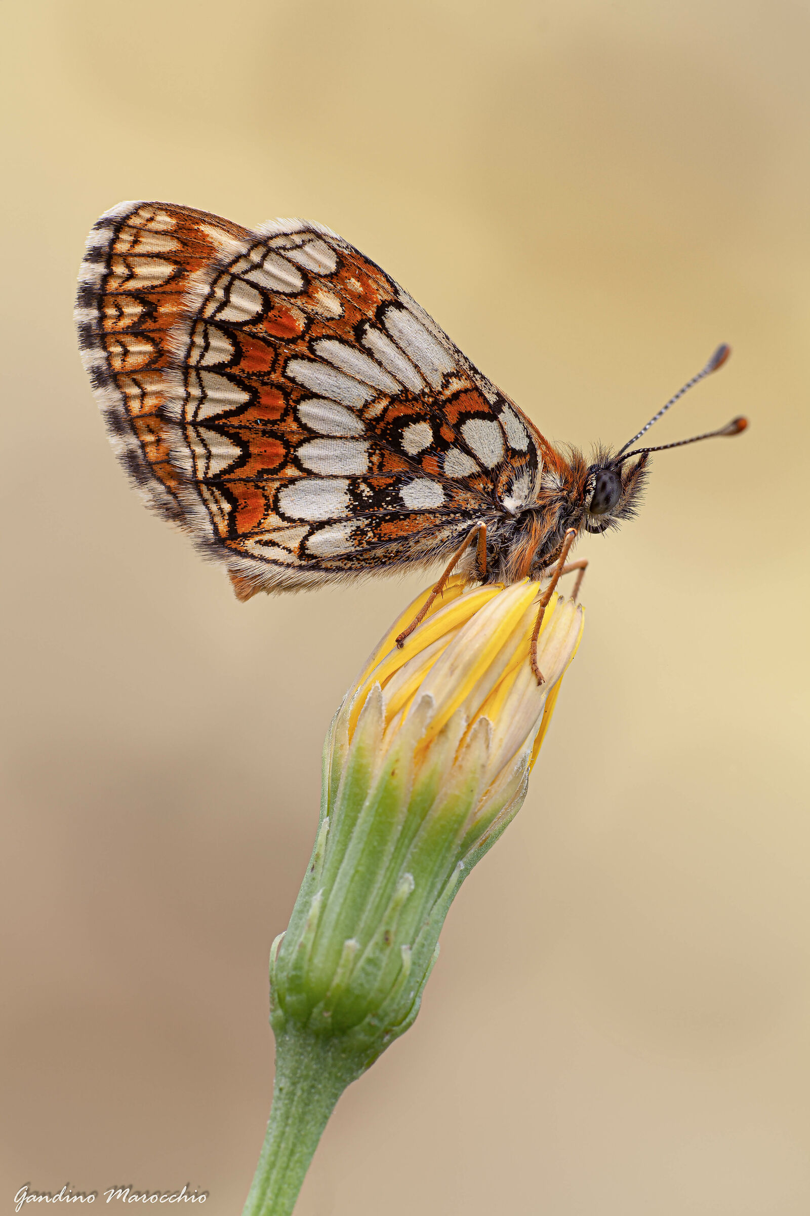 Melitaea Varia