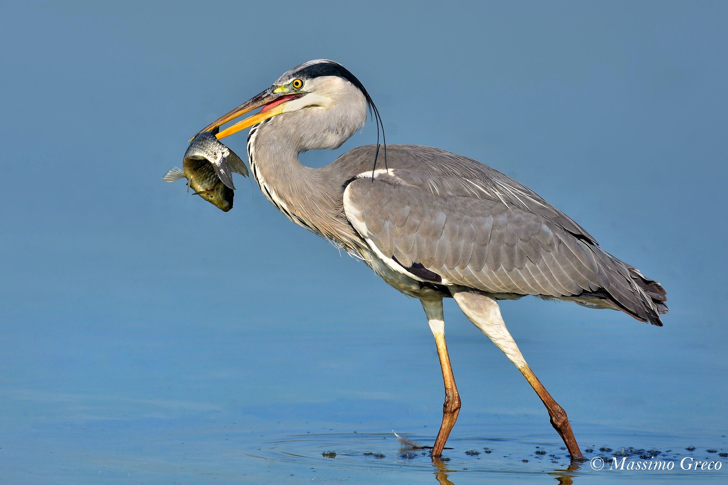 Grey Heron