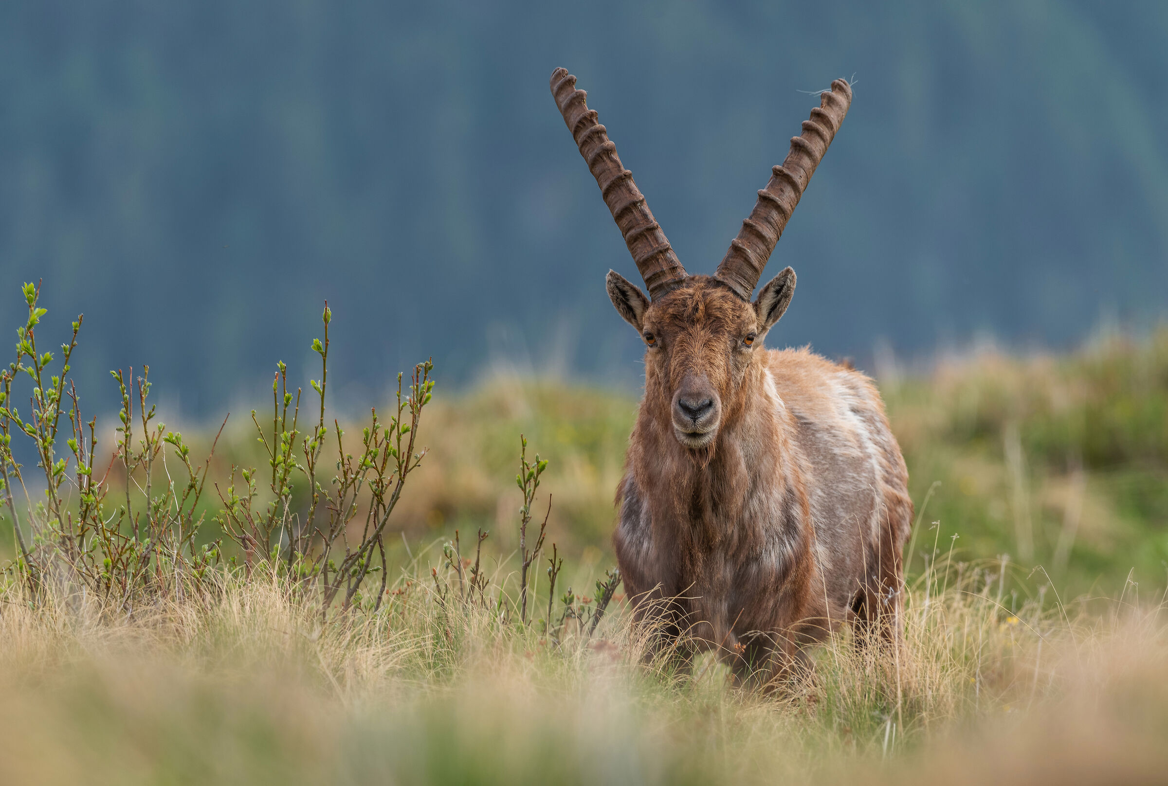 Evening in the mountains