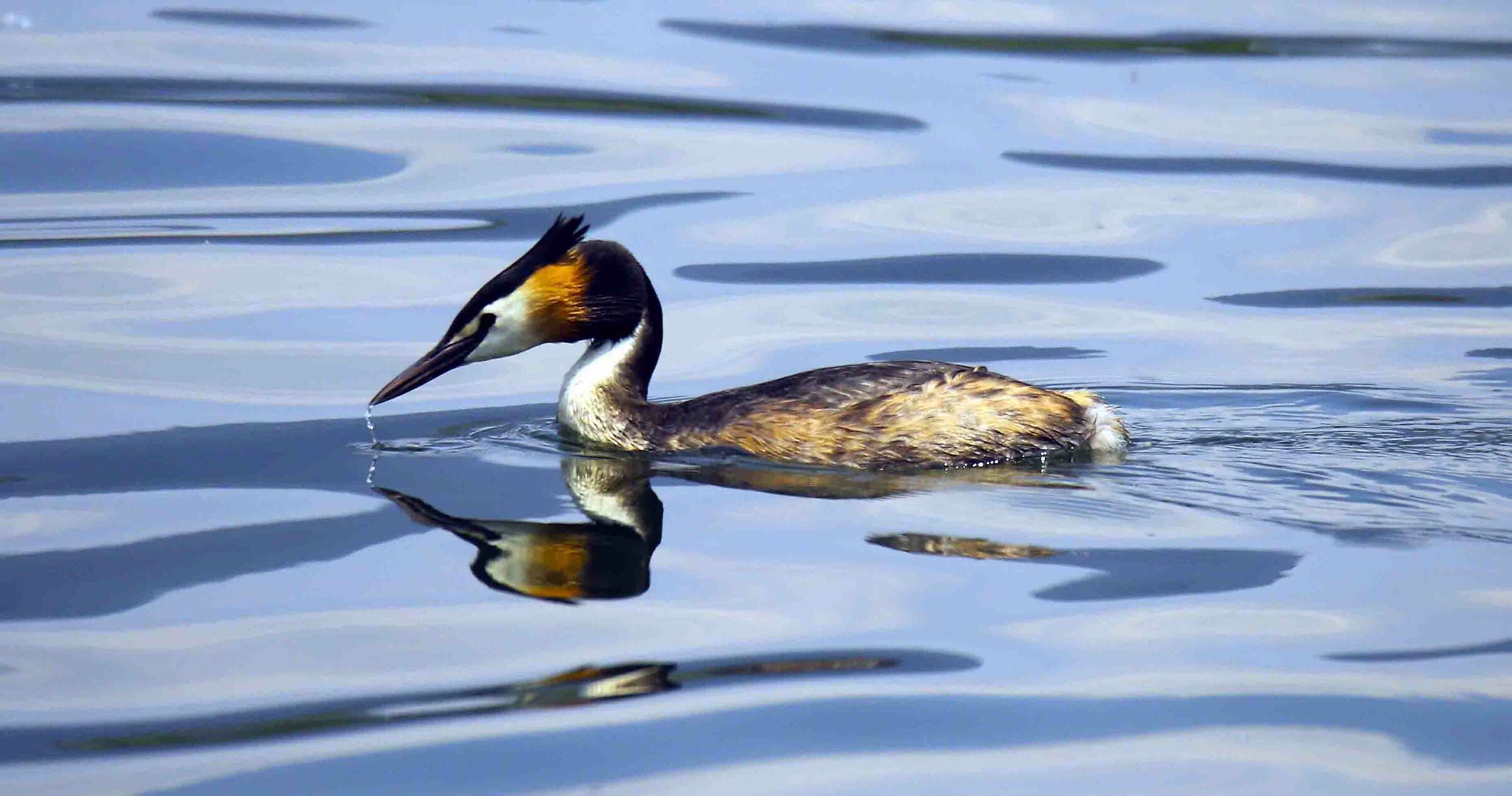 Grebe