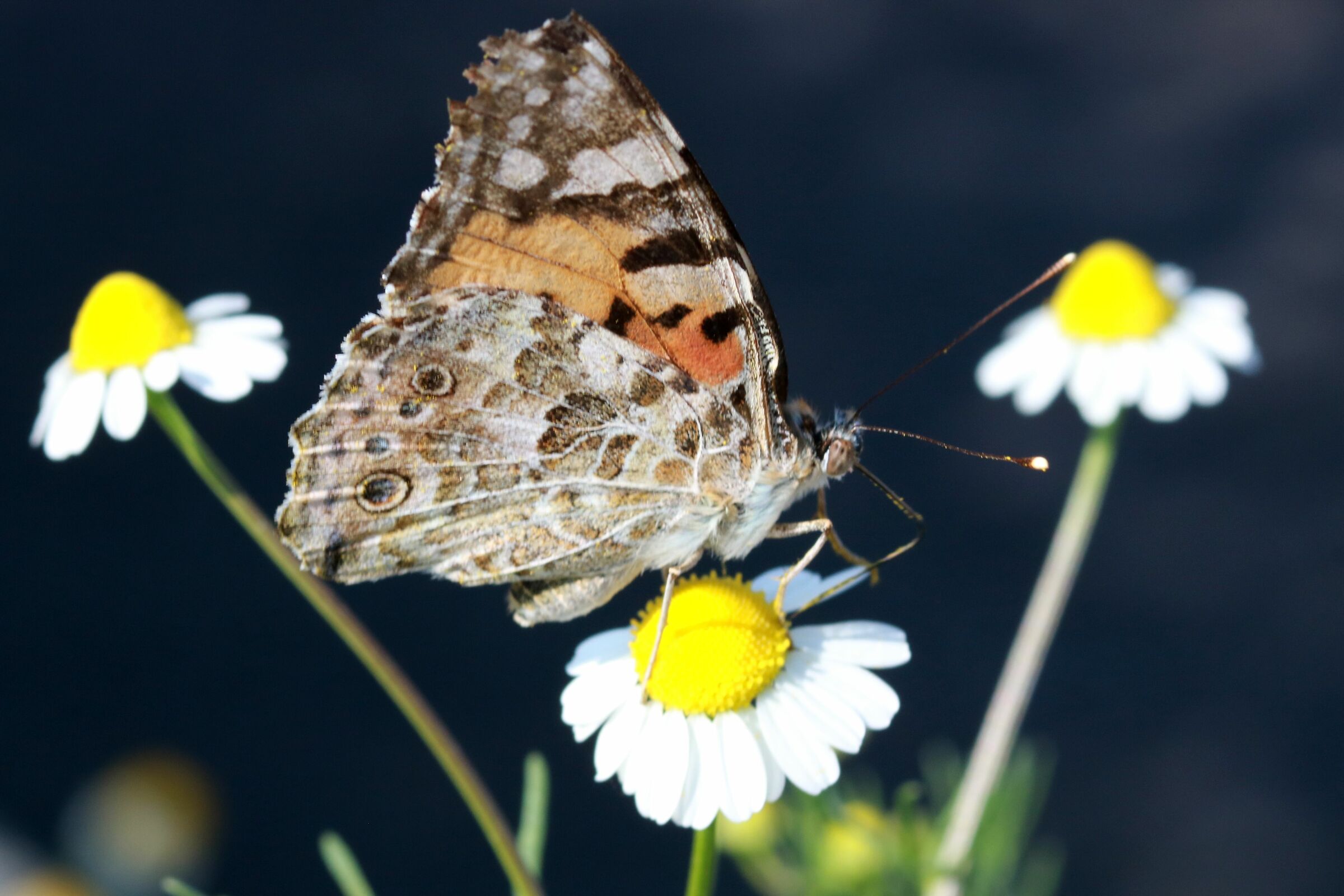 Di fiore in fiore...