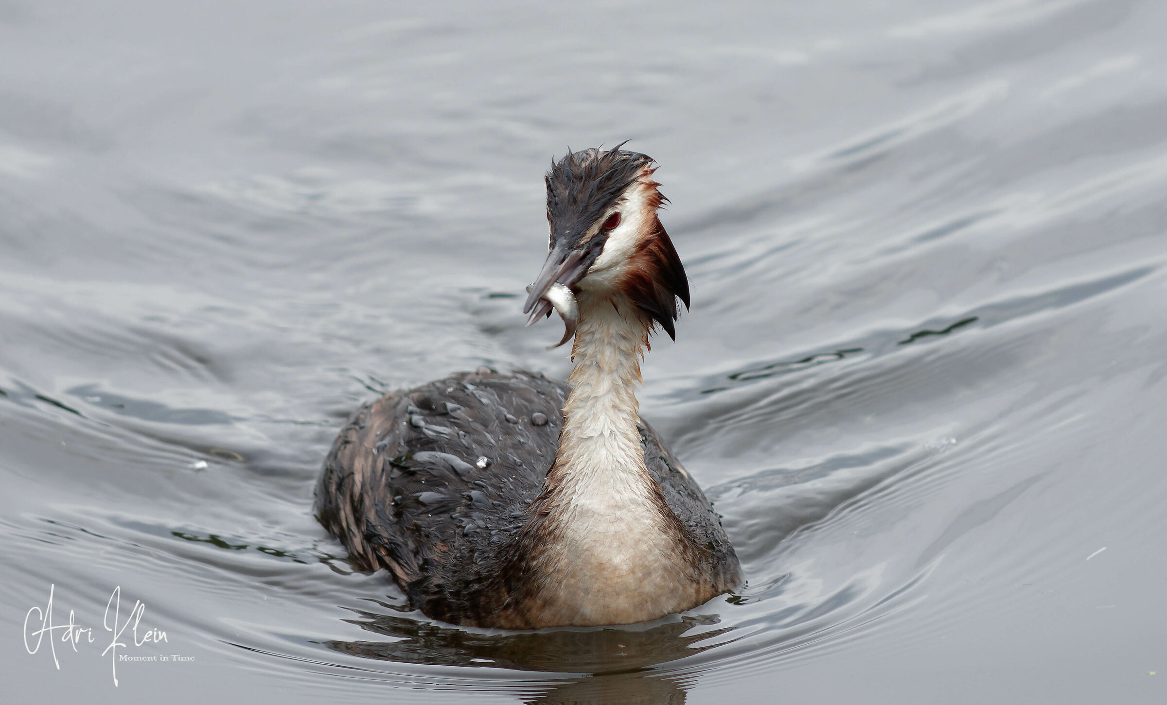 great crested grebe