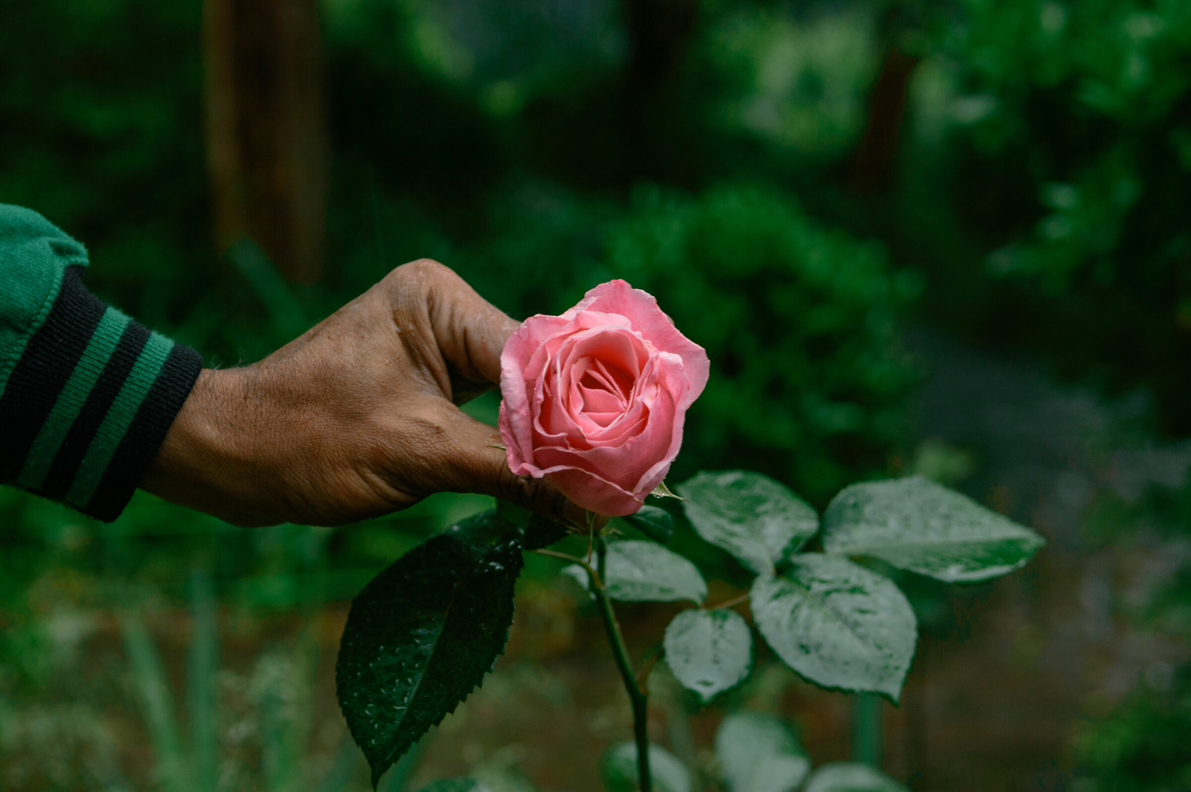 Una rosa presso la casa del pittore russo Nicholas Roerich