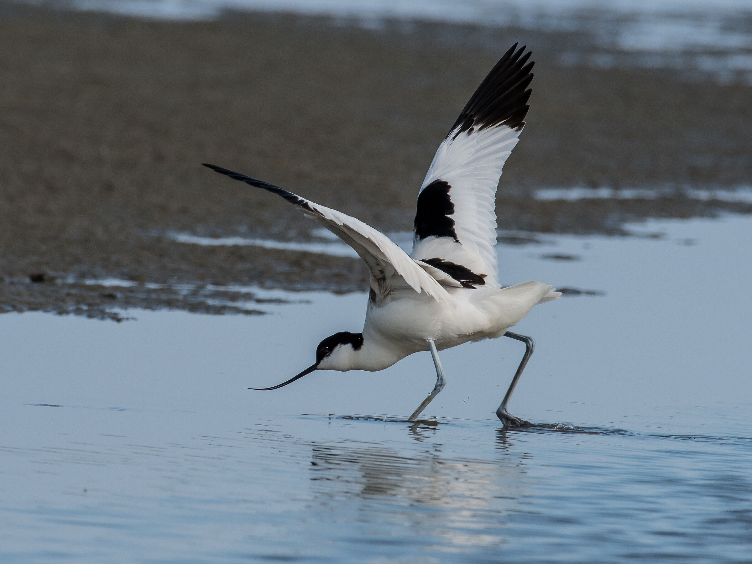 The Avocetta Dance