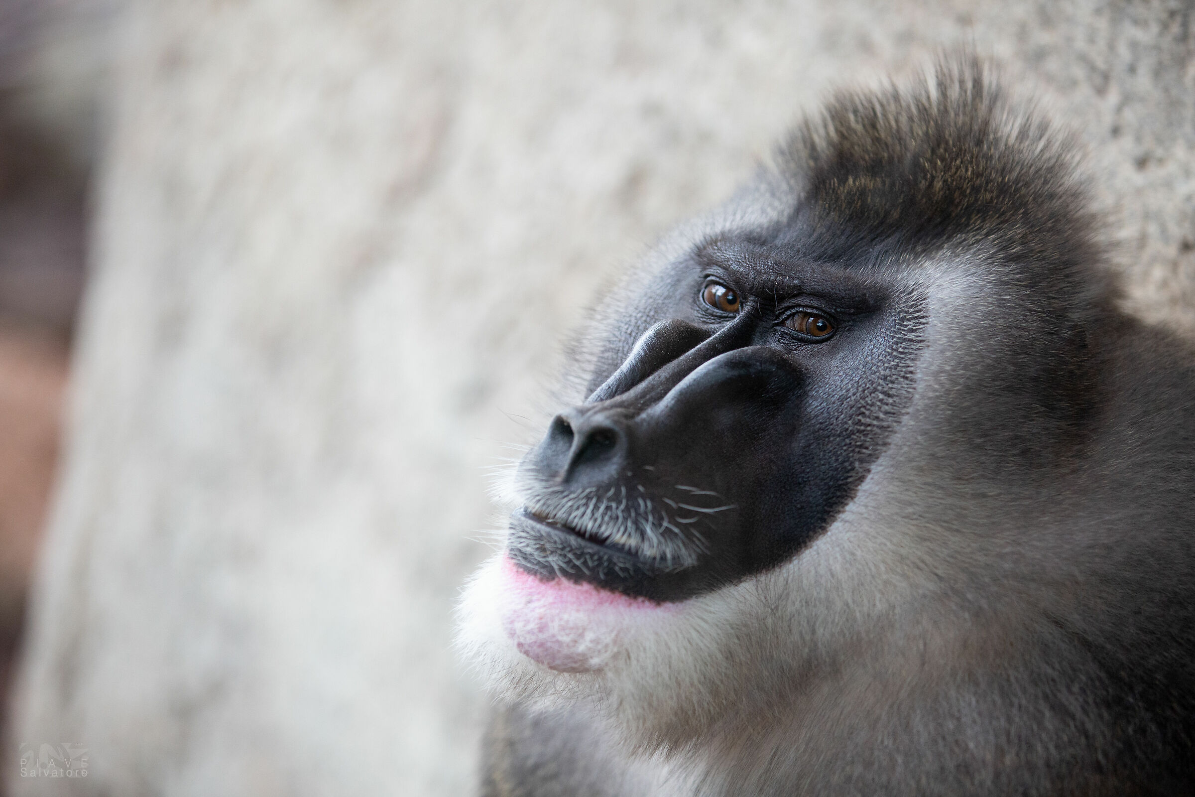 Mandrill