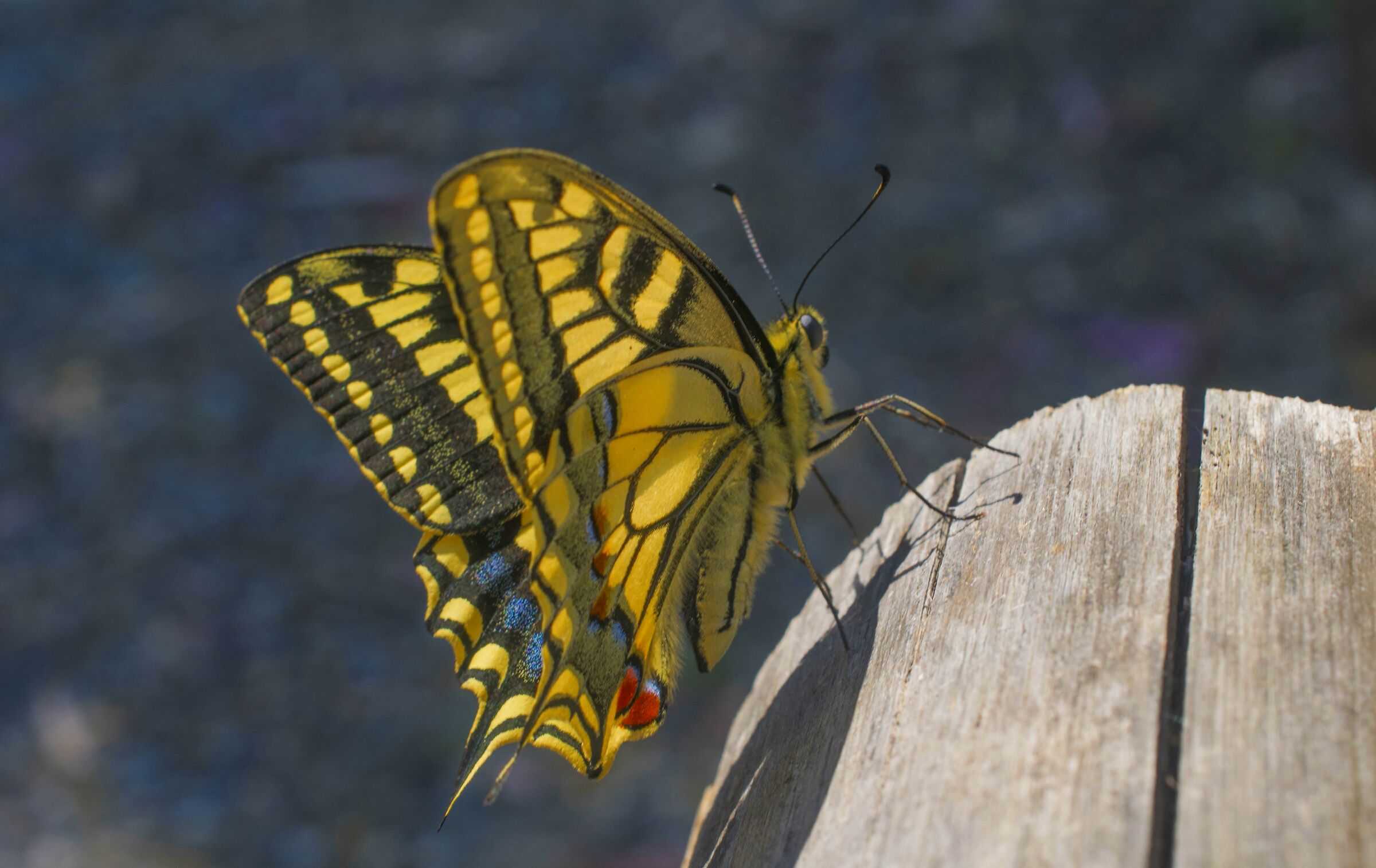 Finally a butterfly!