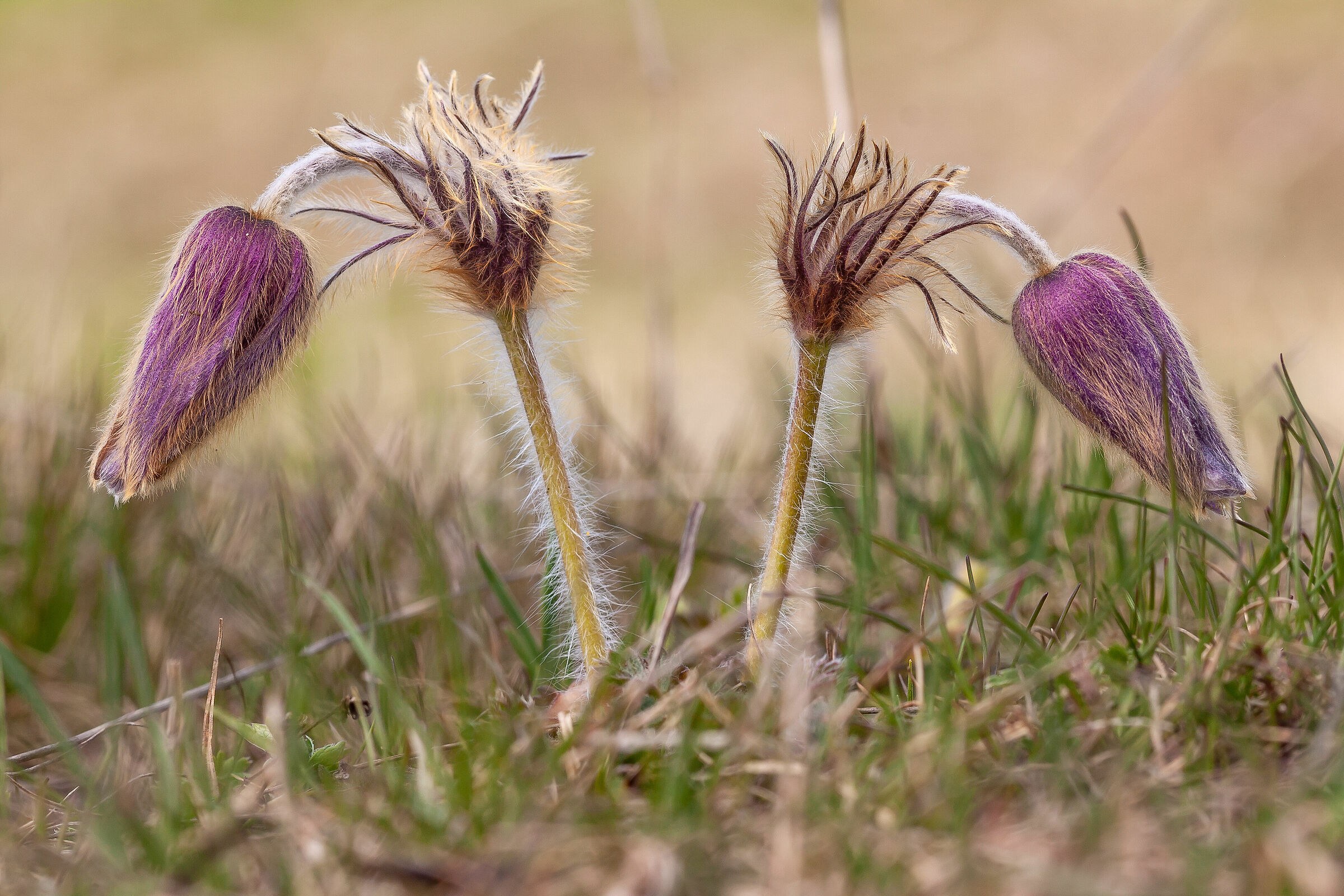 Pulsatilla Alpina