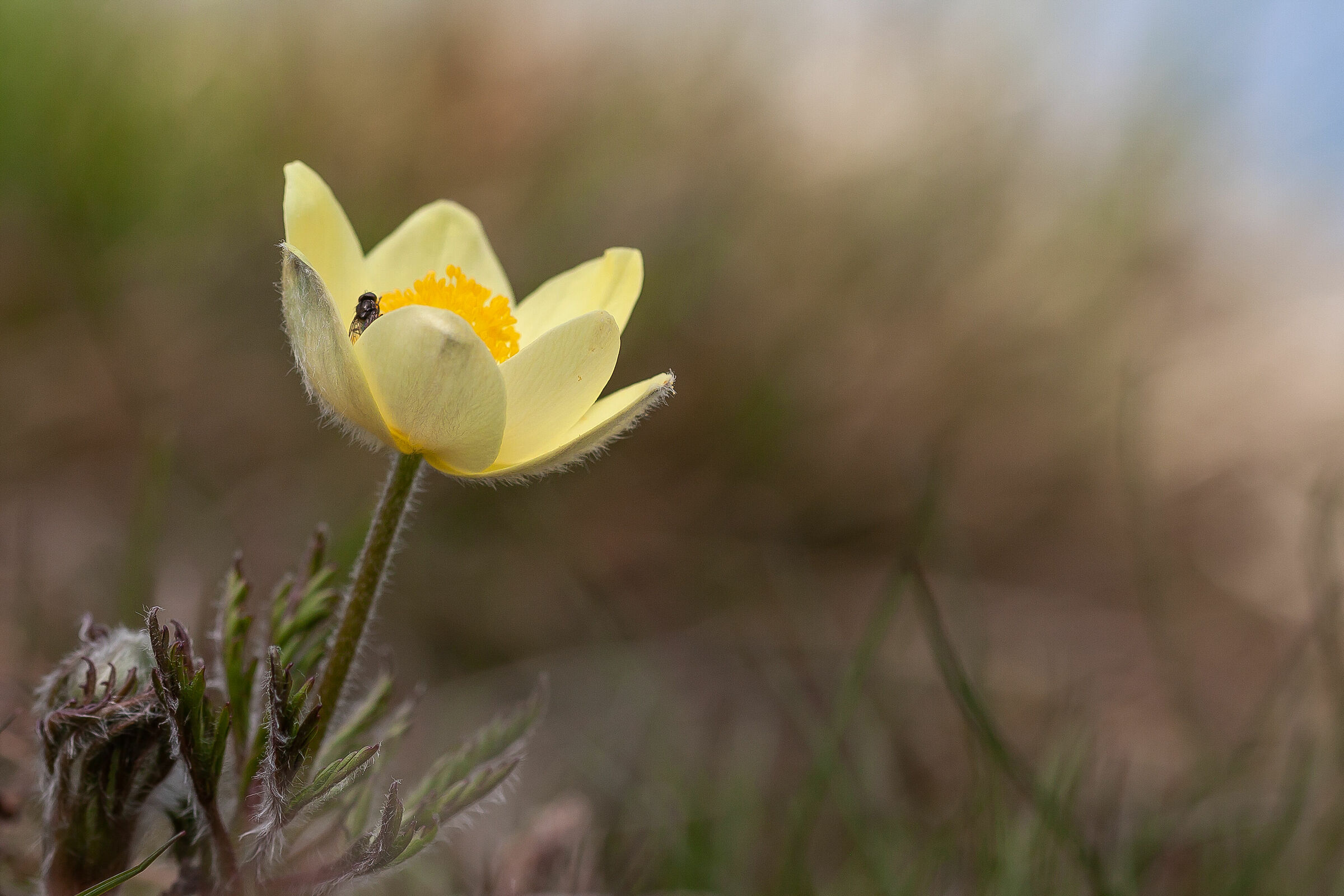 Pulsatilla Alpina