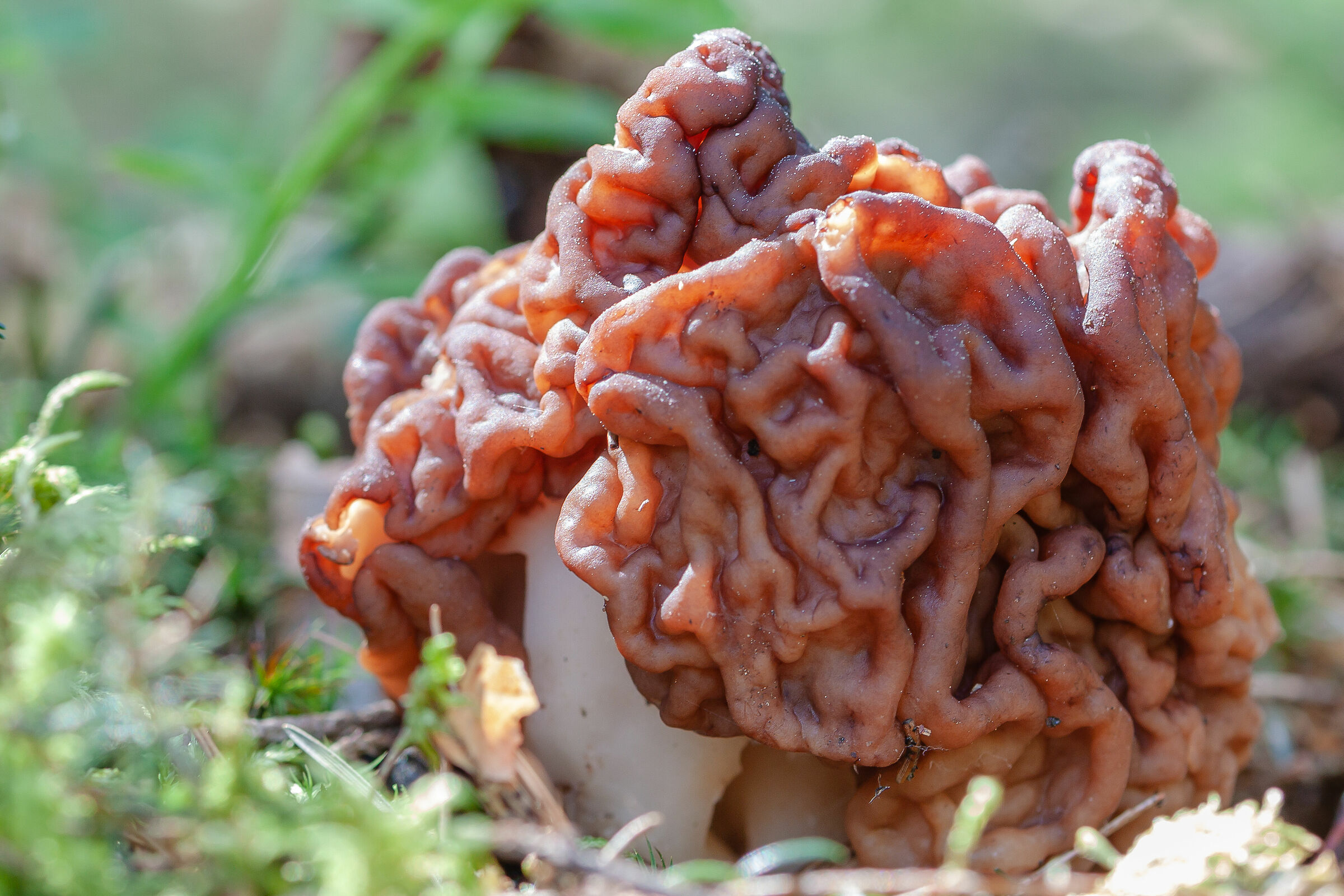 Gyromitra esculenta