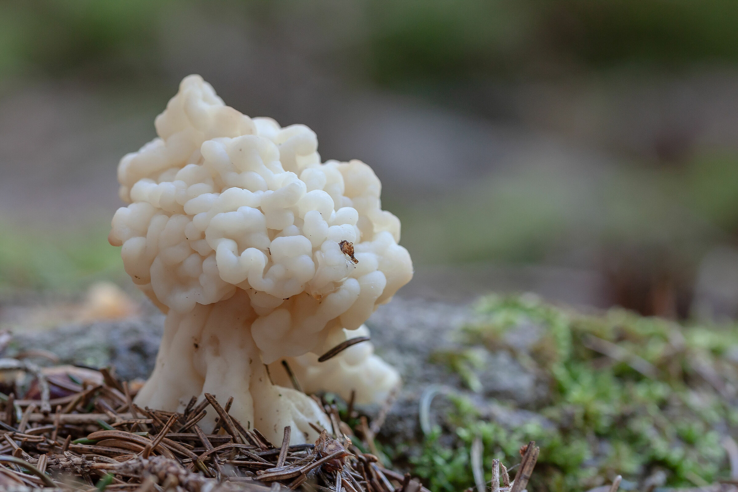 Gyromitra esculenta var. Sunrise