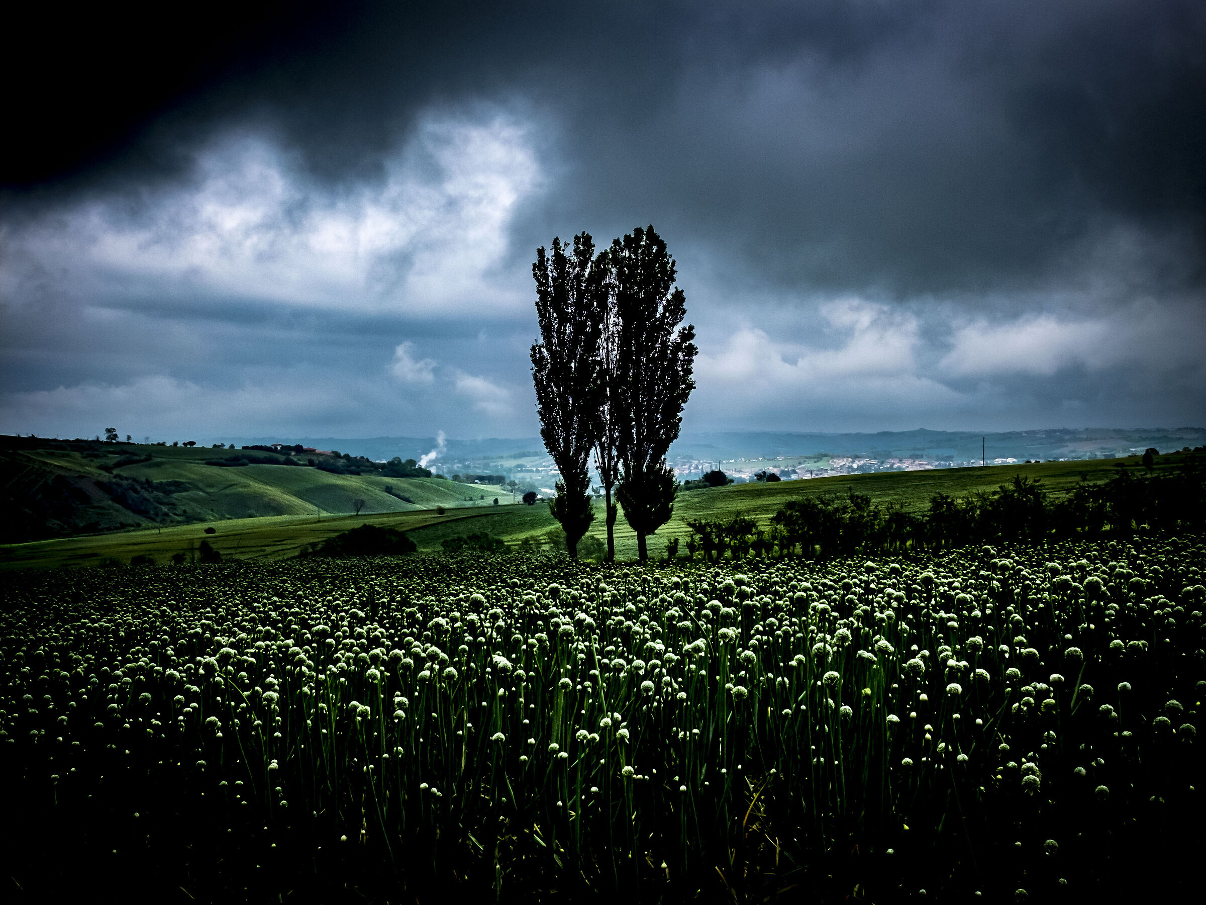 Due alberi in un campo d'aglio