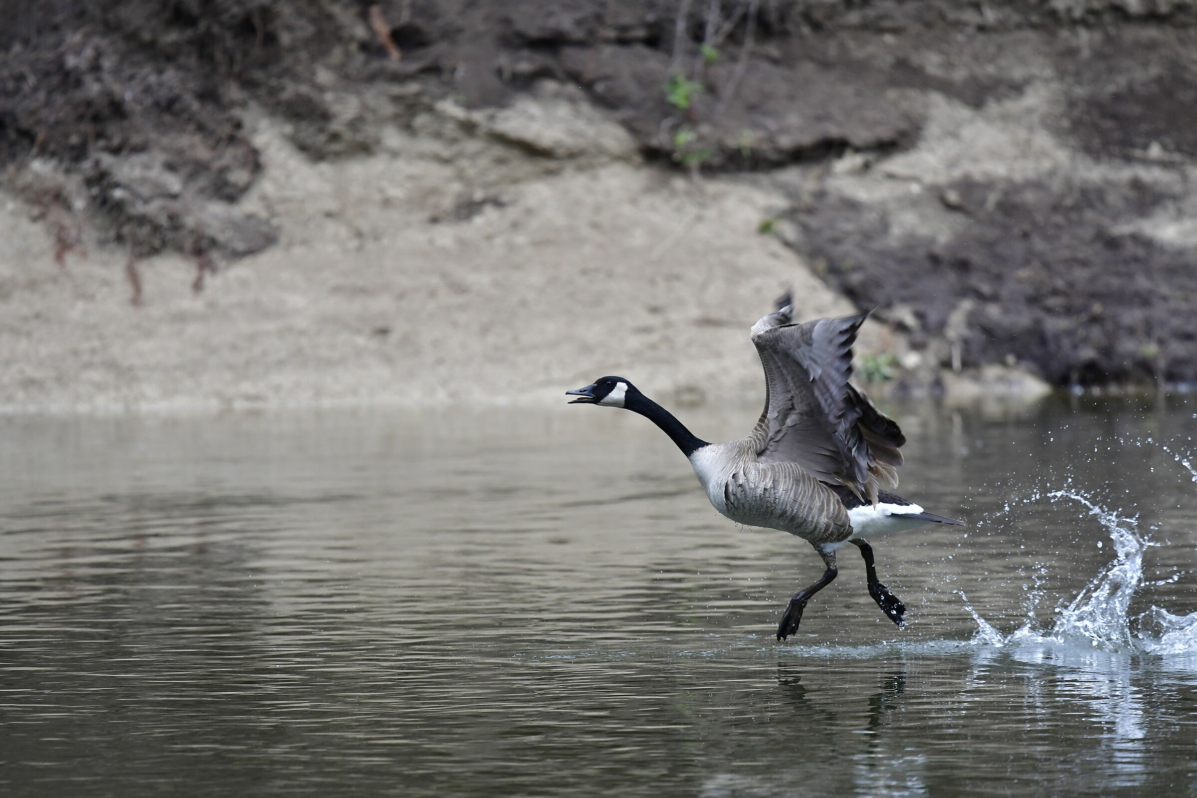 Oca del Canada (Branta canadensis)