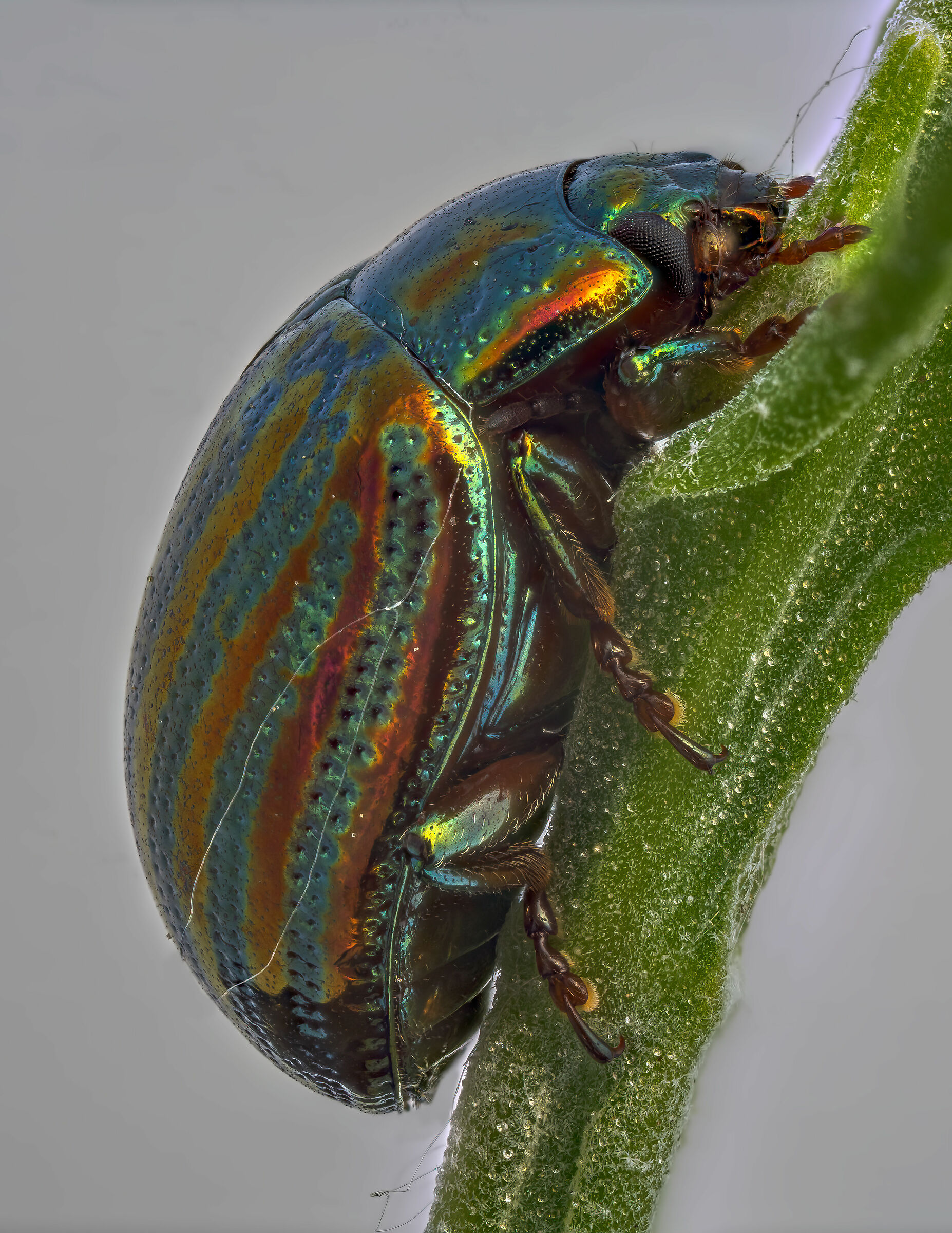 Merger with zereneStacker