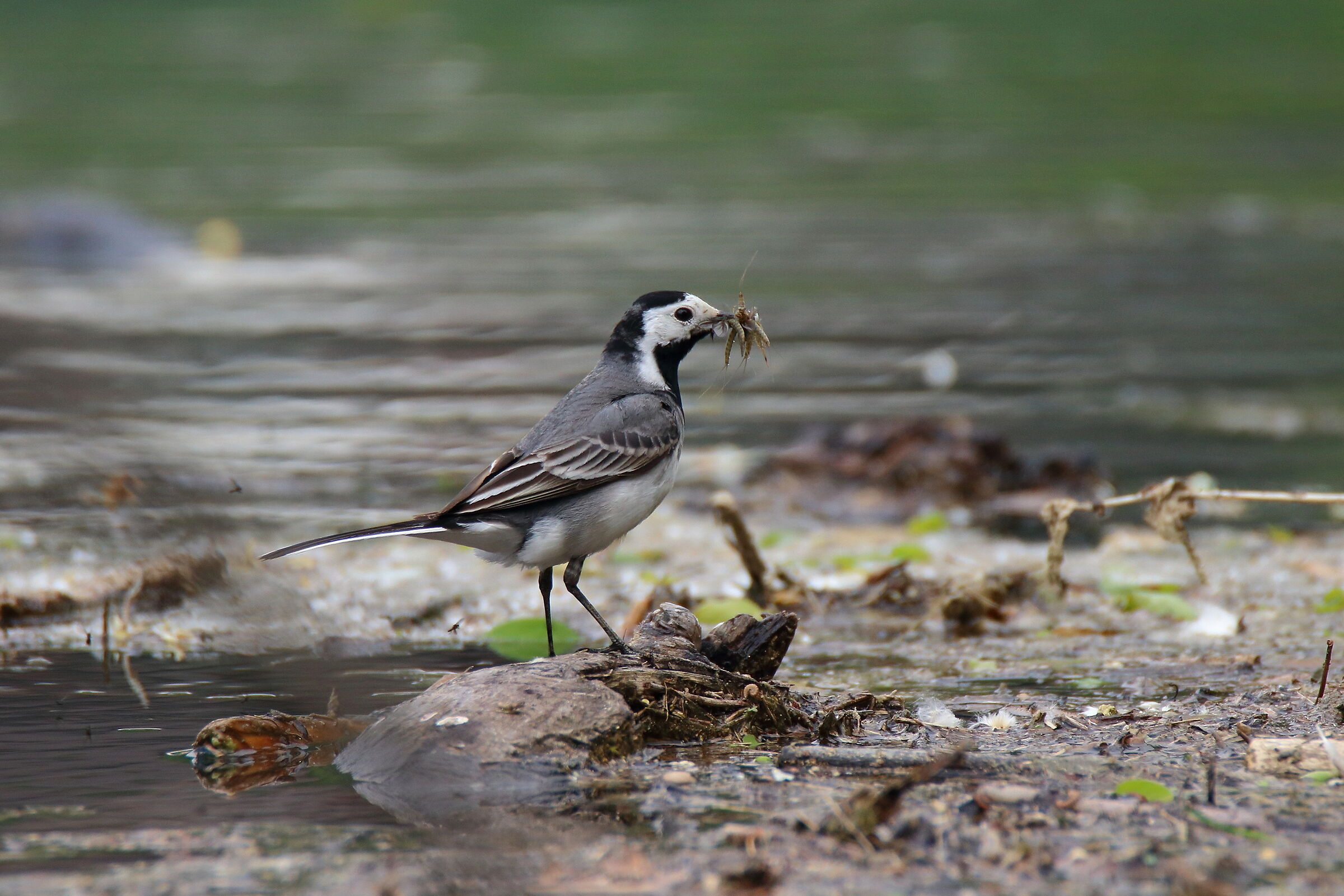 ...tante bocche da sfamare..