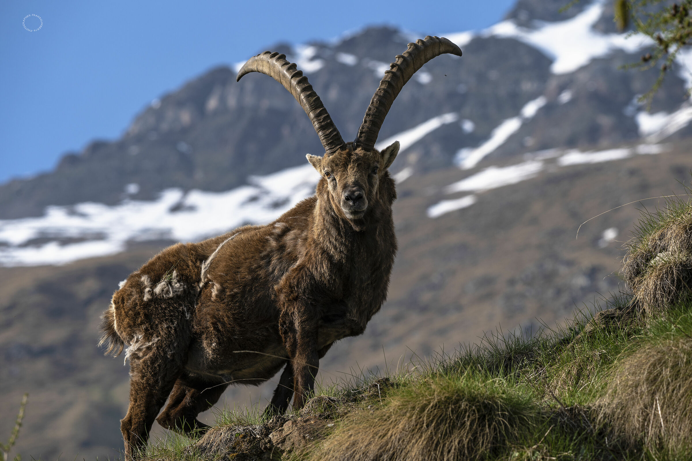 The King of the Mountain