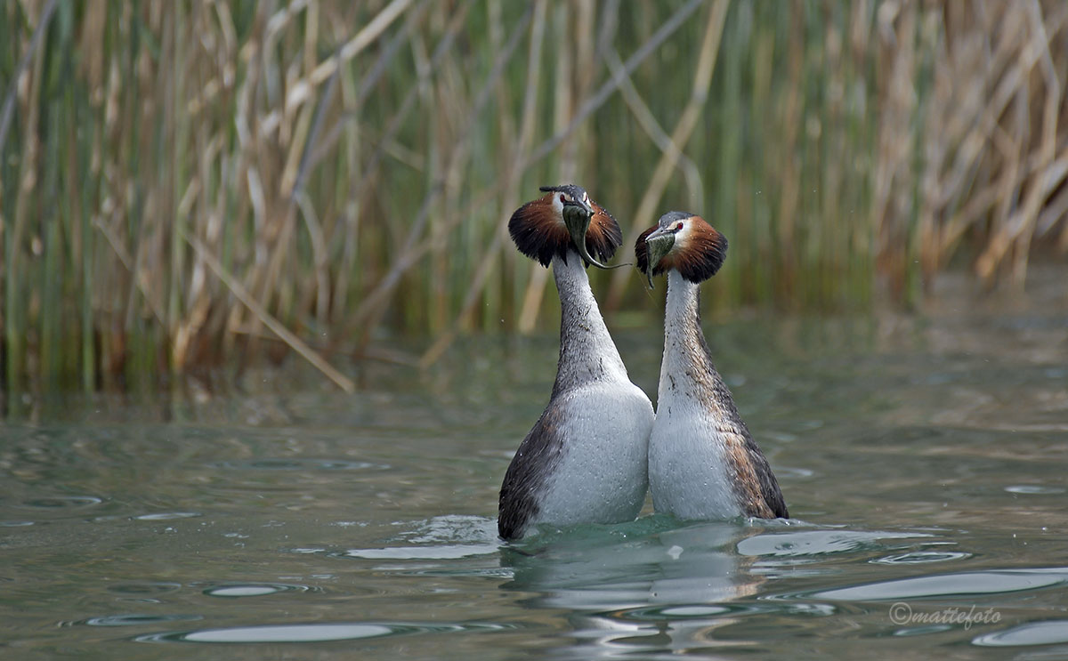 Big Grebe (Podiceps Cristatus) 2019