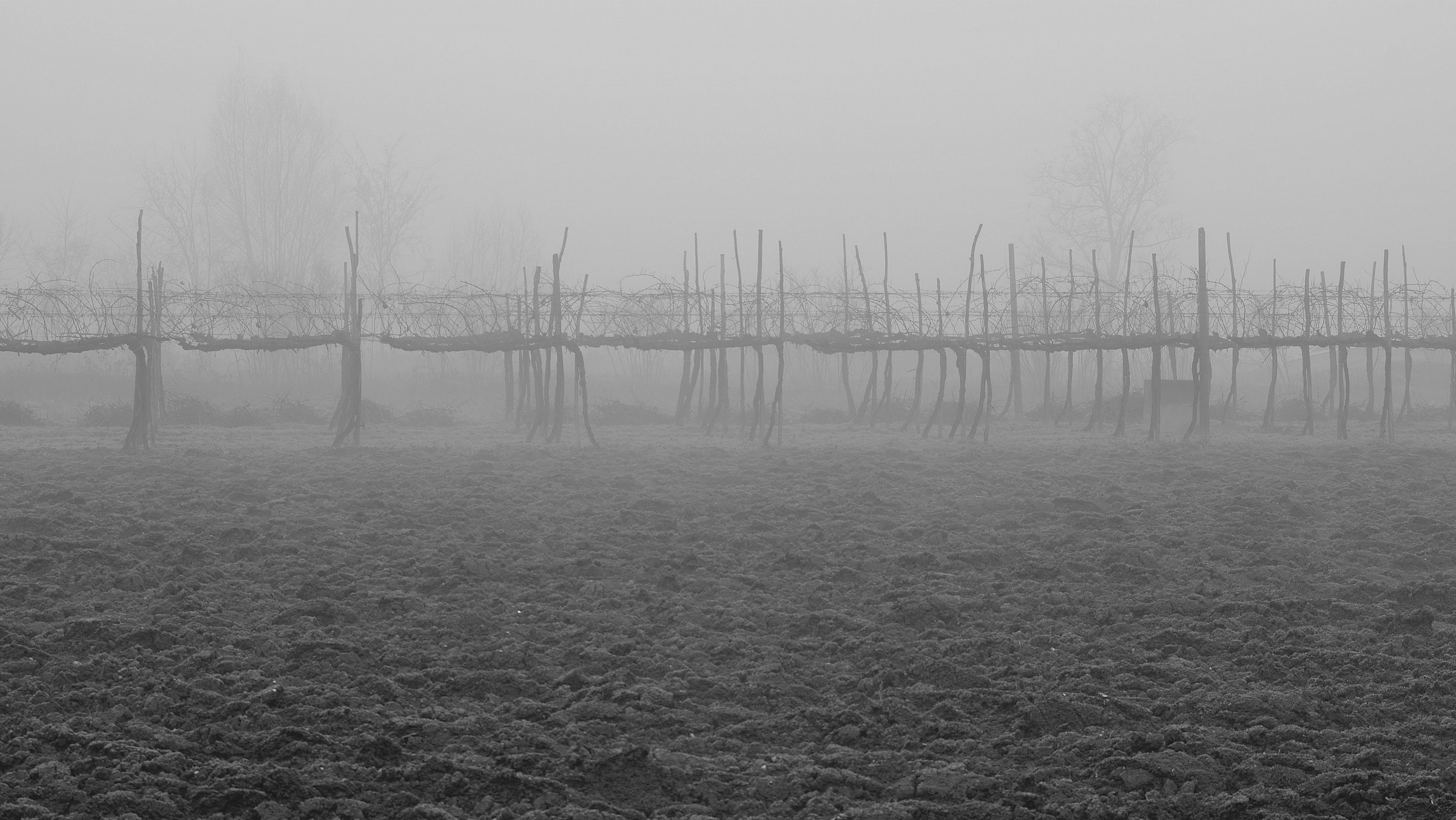 Filari di viti a riposo