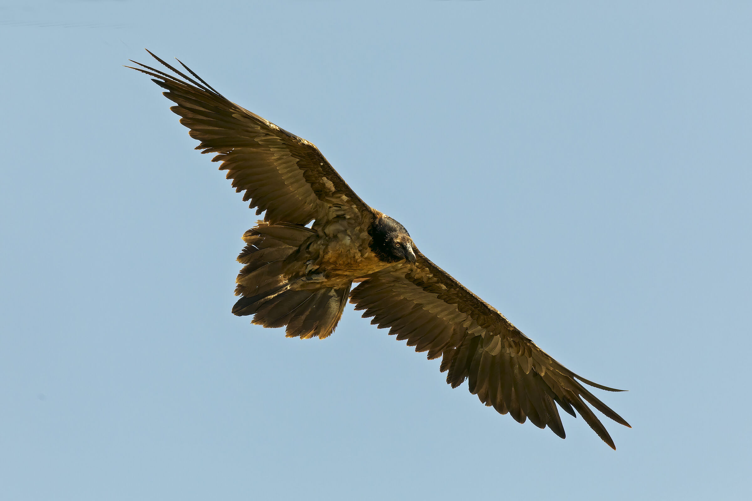 Young Bearded Vulture