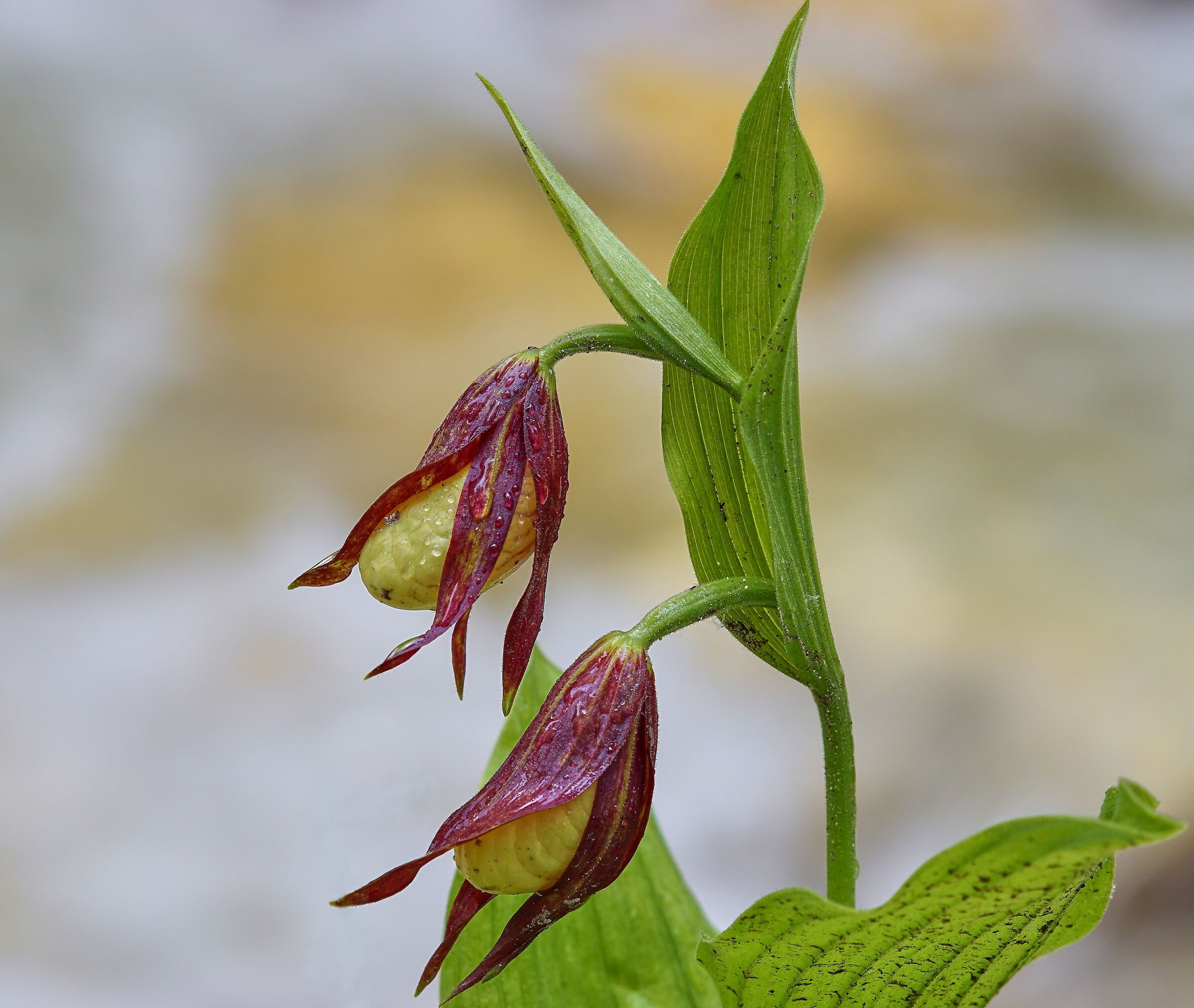 To you for the Queen