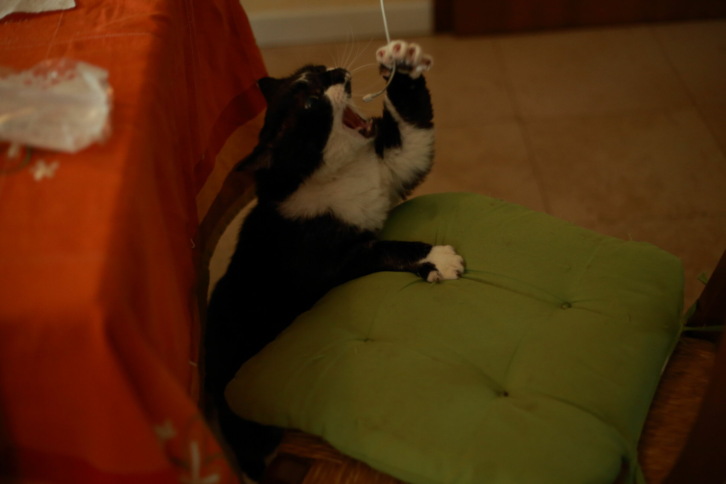 The Cats and the tapes...