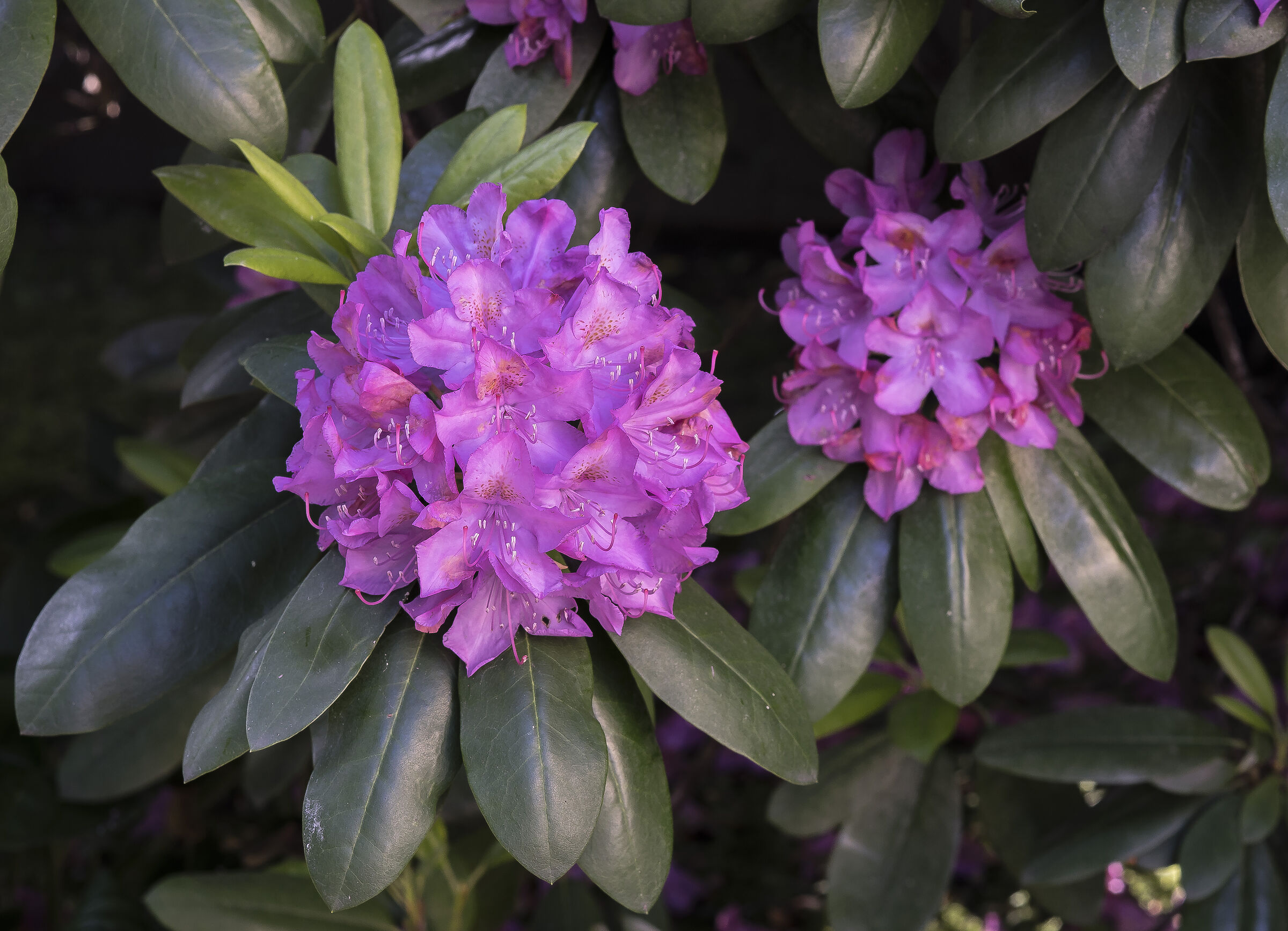 Rhododendron Catawbiense - 14