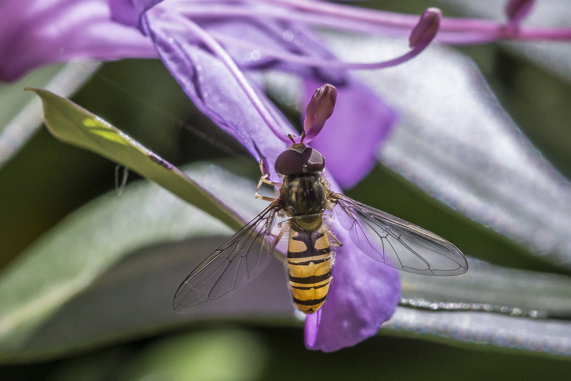 Rhododendron Catawbiense- 19 (con Episyrphus balteatus)
